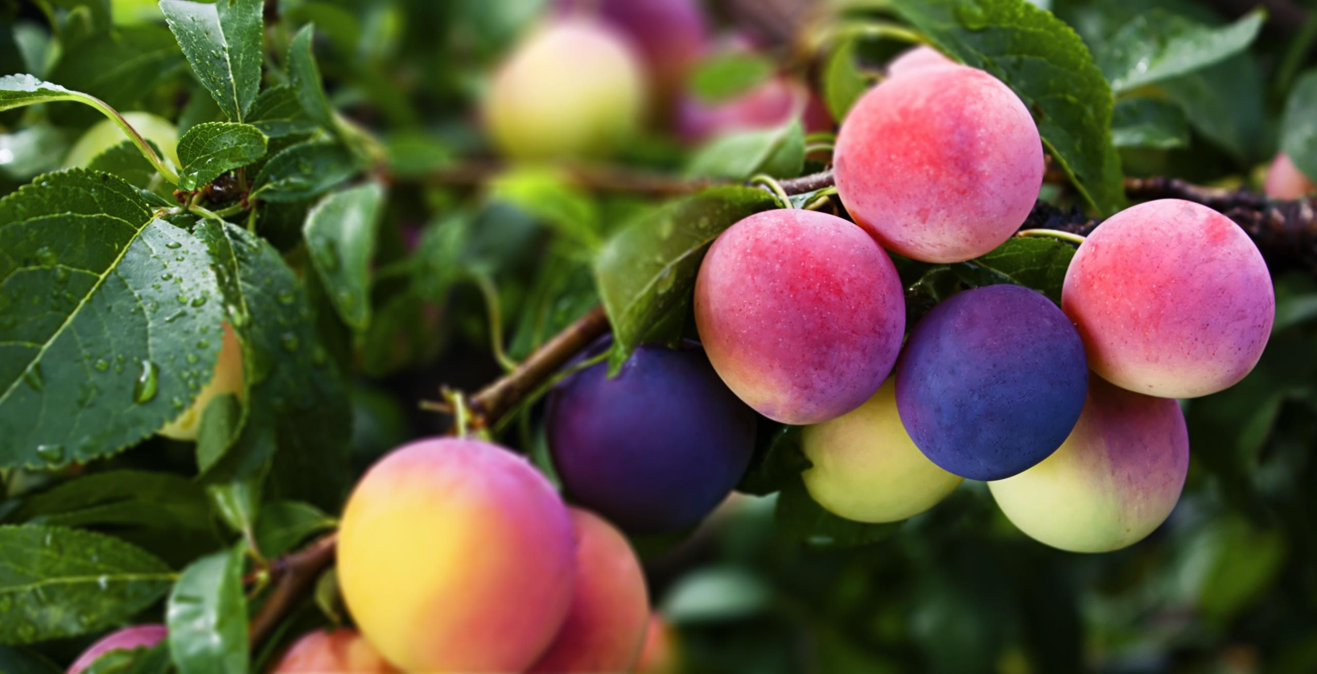Plum fruit, Striking background, Wallpaper for desktop, YL Computing, 2560x1310 HD Desktop