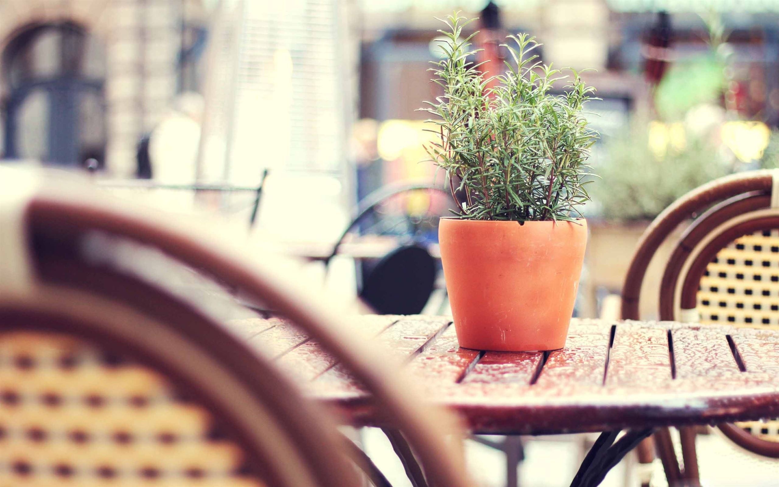 Best cafe Mac wallpapers, Free HD download, 2560x1600 HD Desktop