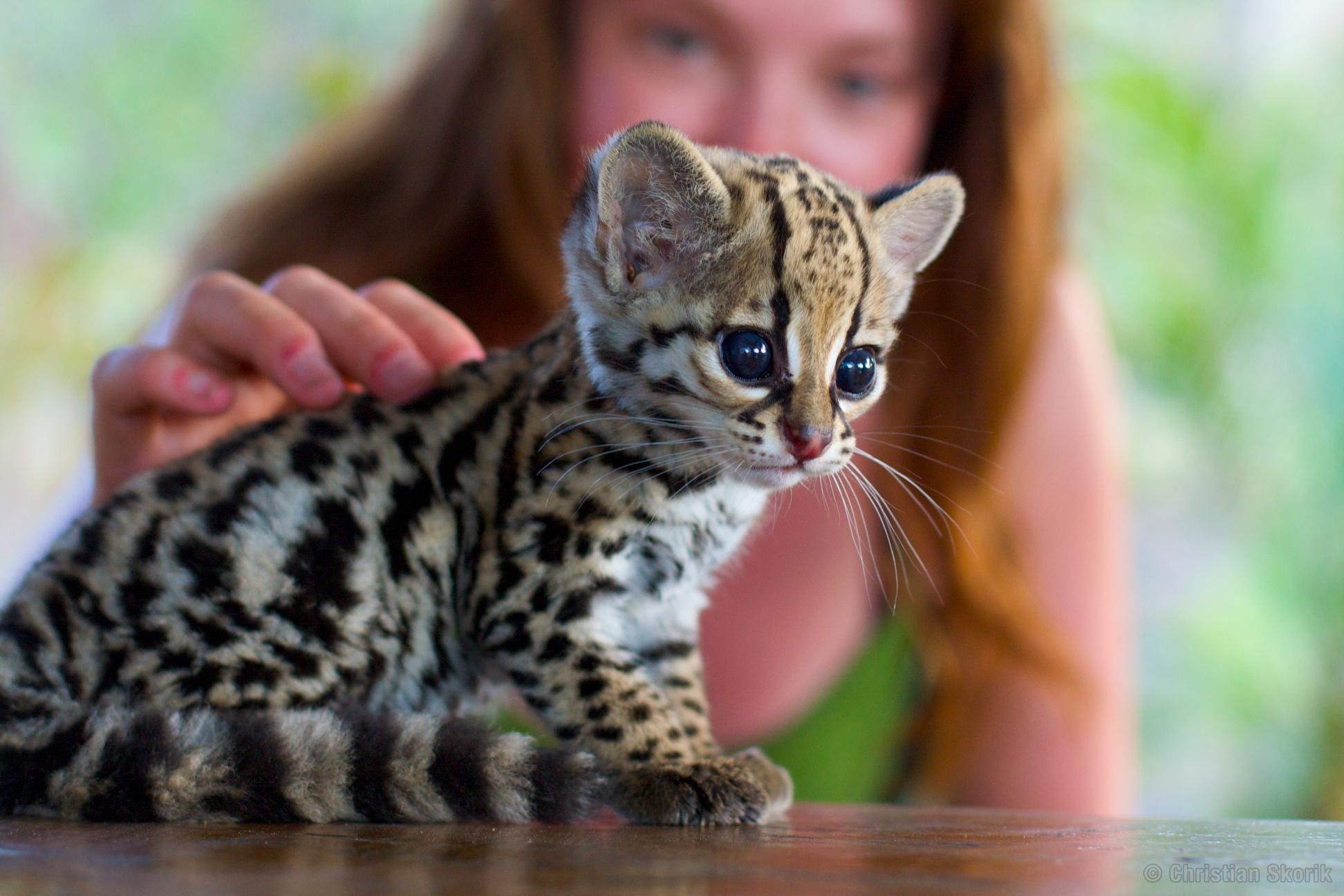 Ocelot kitten, Raww, Wild feline, Beautiful spots, 1950x1300 HD Desktop