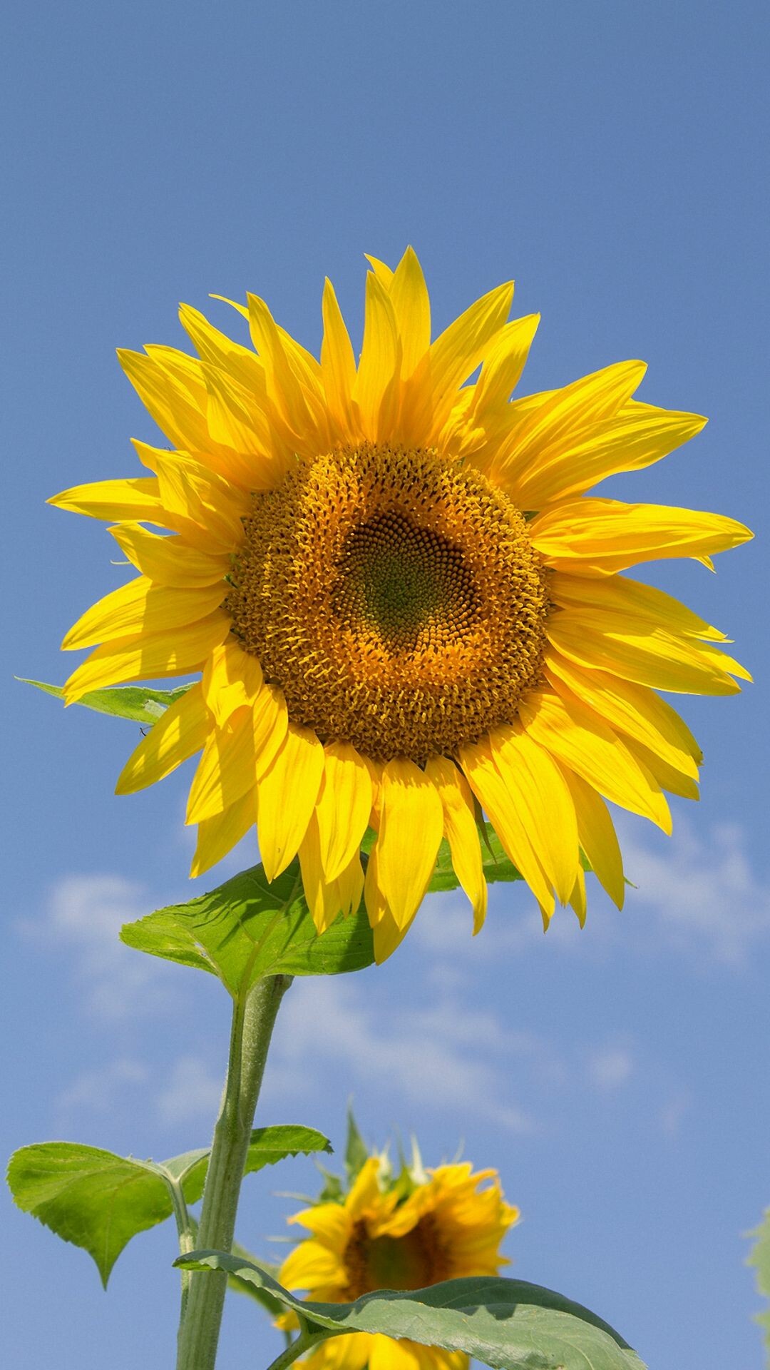 Sunflower HD wallpapers, Stunning photography, Vibrant yellow petals, Nature's beauty, 1080x1920 Full HD Phone