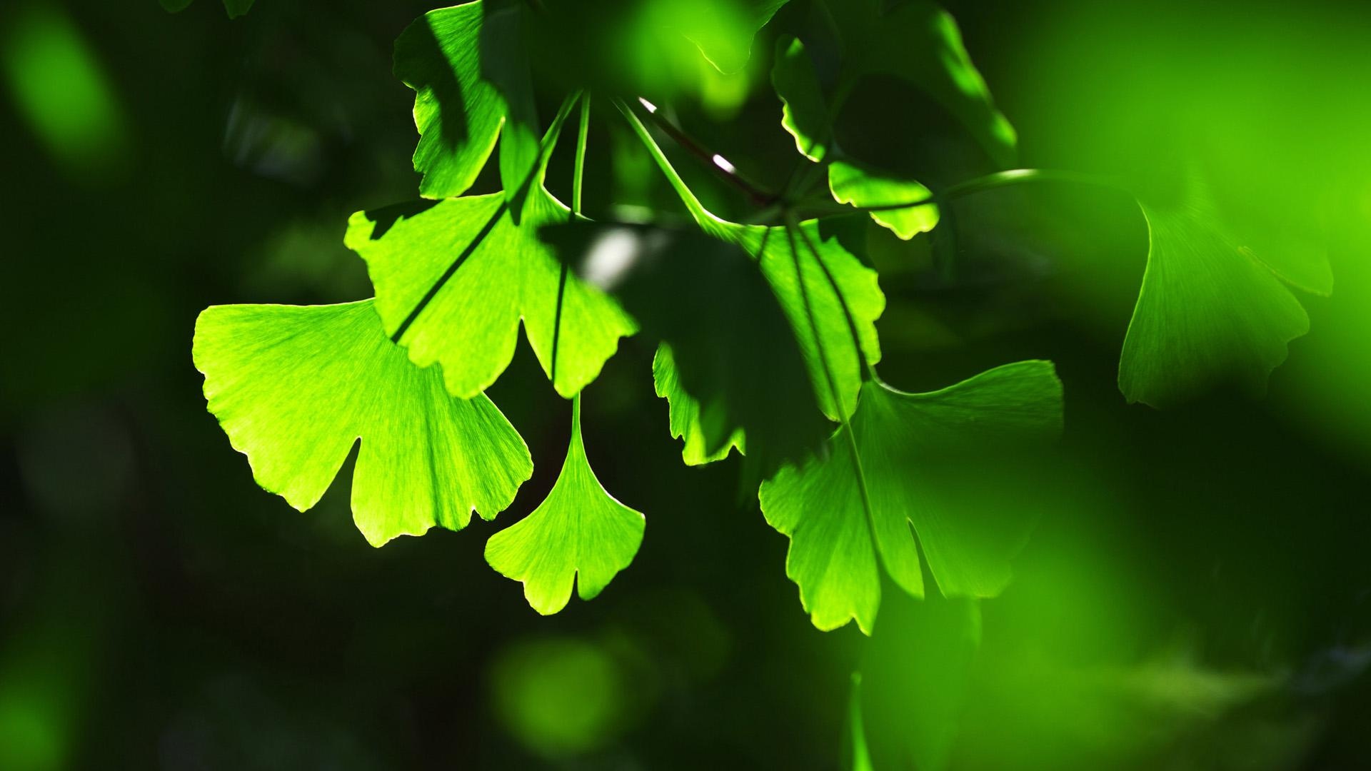 Ginkgo Biloba, Lush greenery, Colorful display, Enchanting wallpaper, 1920x1080 Full HD Desktop
