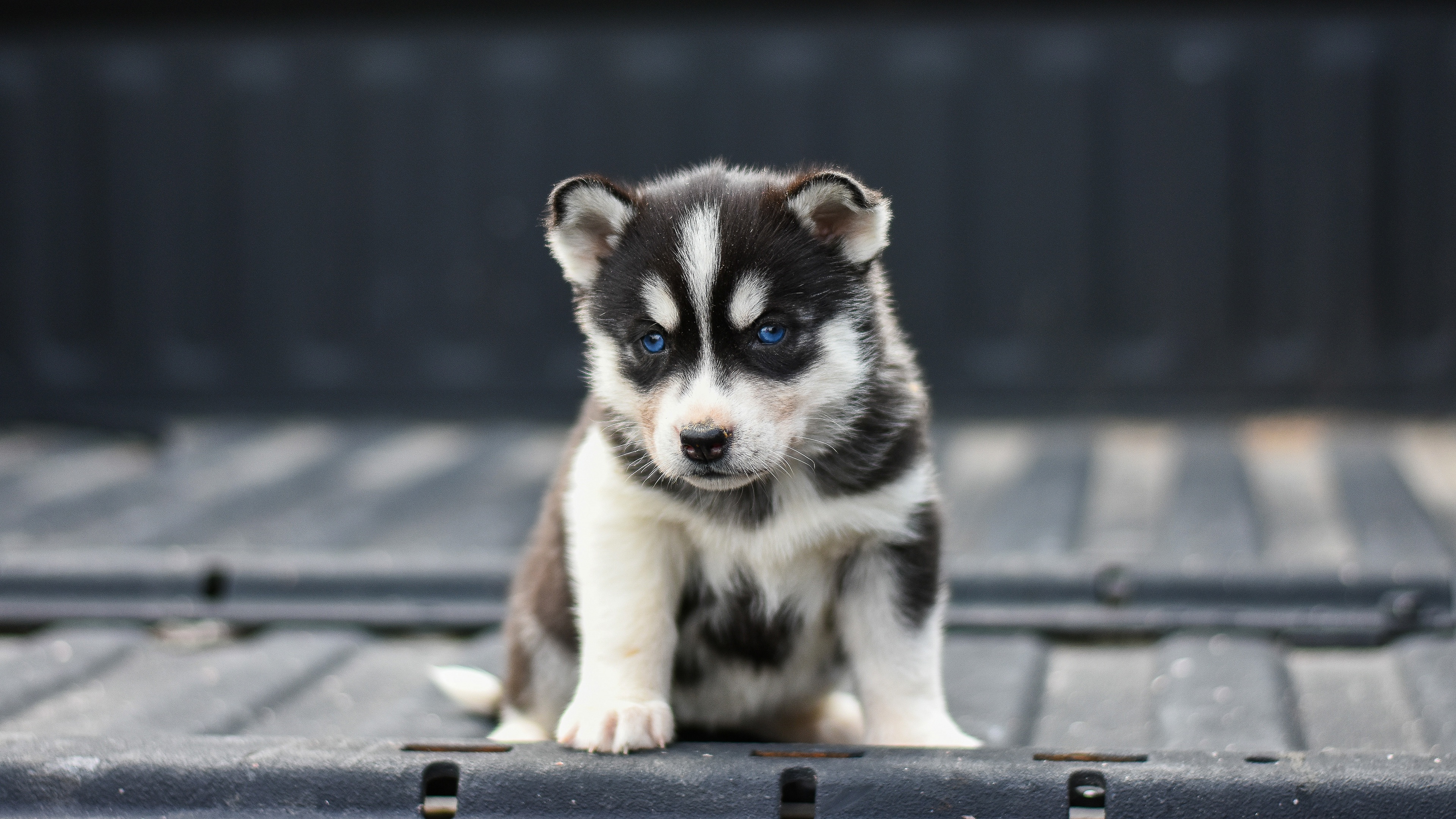 Puppy, Husky Wallpaper, 3840x2160 4K Desktop