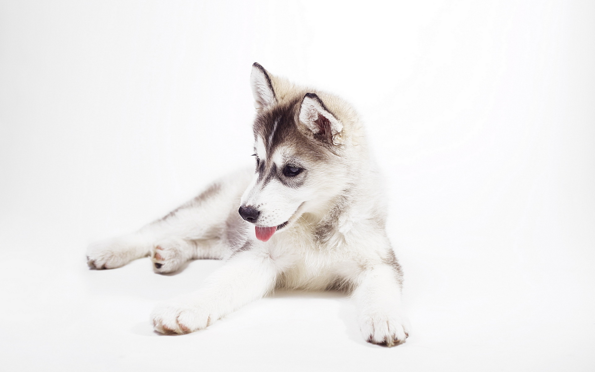 Husky wallpaper, Autumn vibe, Cute and cuddly, High quality, 1920x1200 HD Desktop