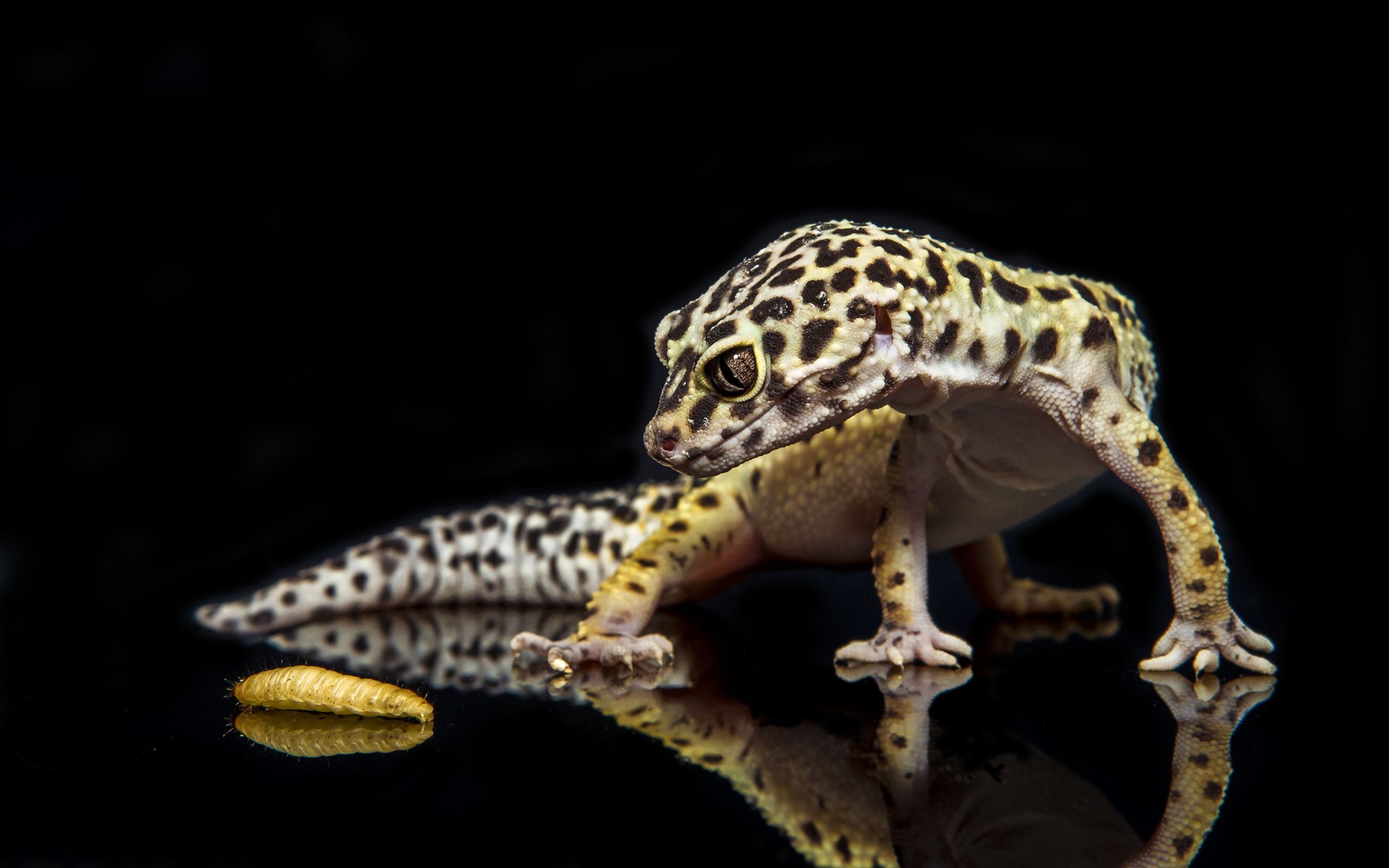 Gecko, Lizard wallpapers, Leopard gecko wonder, Crested gecko delight, 2560x1600 HD Desktop