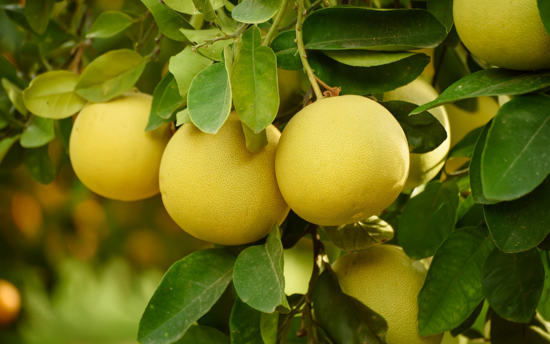 Pomelo wallpaper, Garden pomelo, Citrus on branch, High quality pictures, 1920x1200 HD Desktop