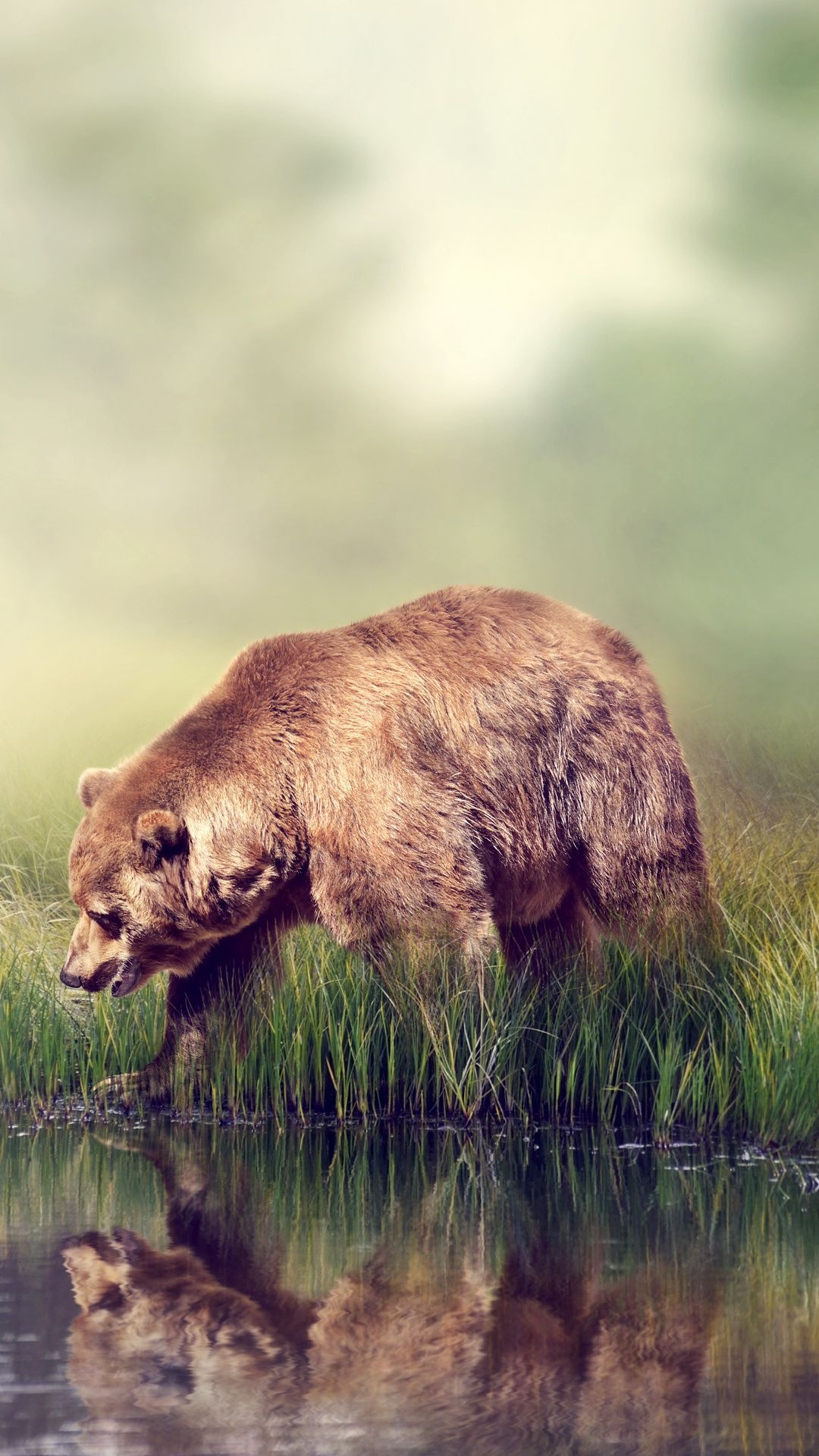 iPhone lockscreen background, Bear species collection, Wildlife admiration, Nature's wonders, 1080x1920 Full HD Phone