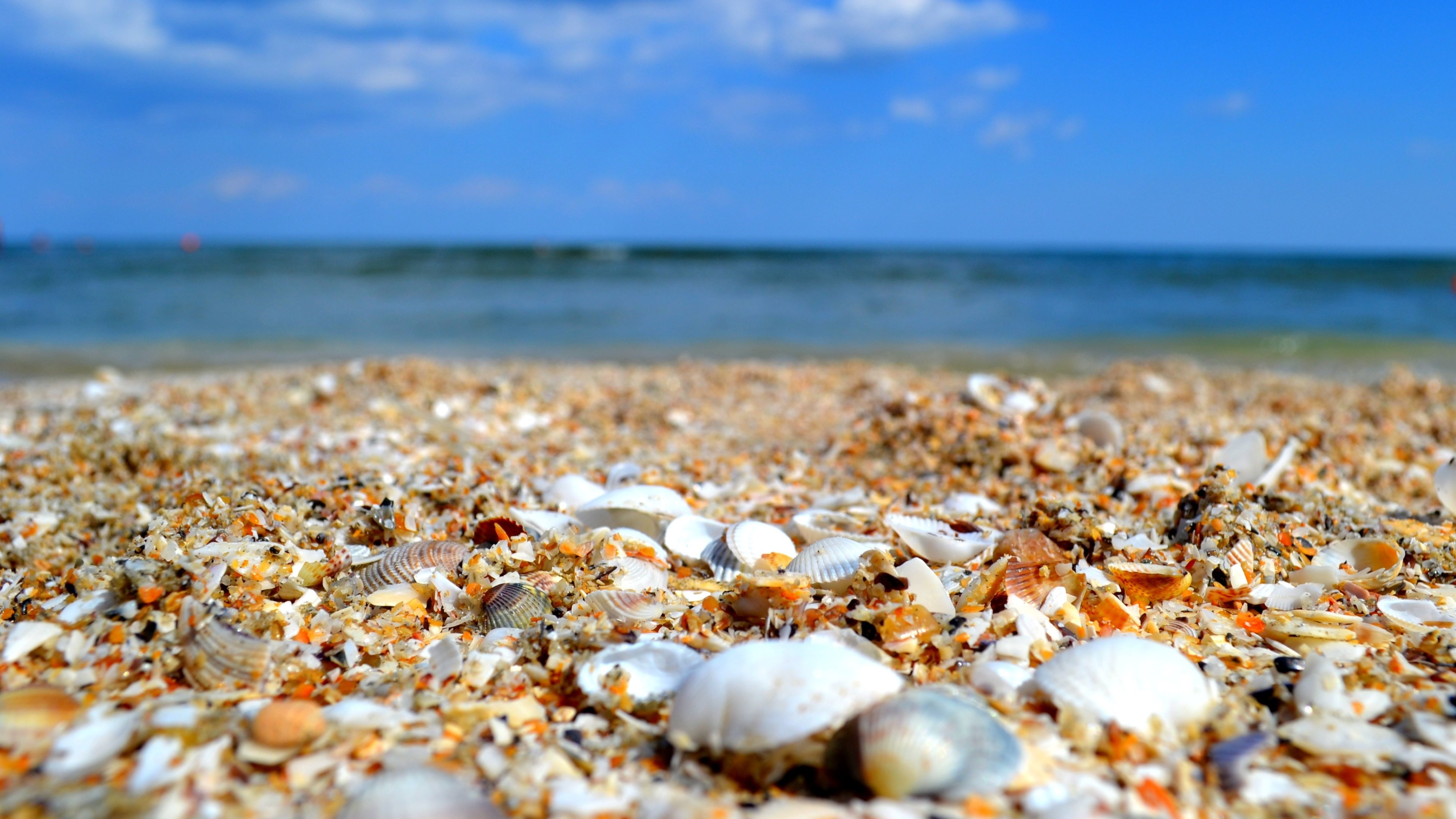 Seascape, Sea Shell Wallpaper, 3840x2160 4K Desktop
