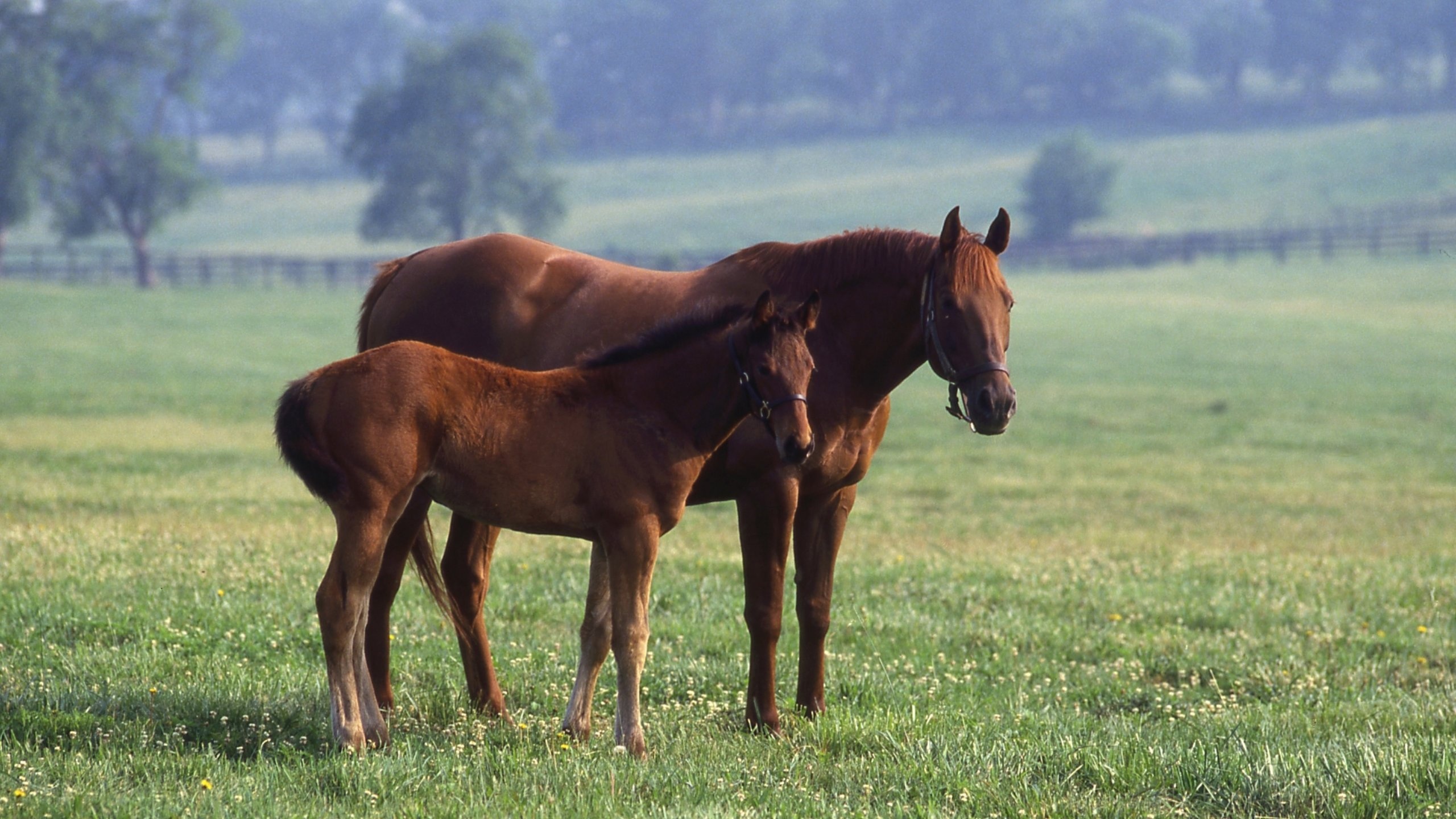 Kentucky Horse Park Lexington, Vacation rentals house, Travels expert, Kentucky Horse Park, 2560x1440 HD Desktop