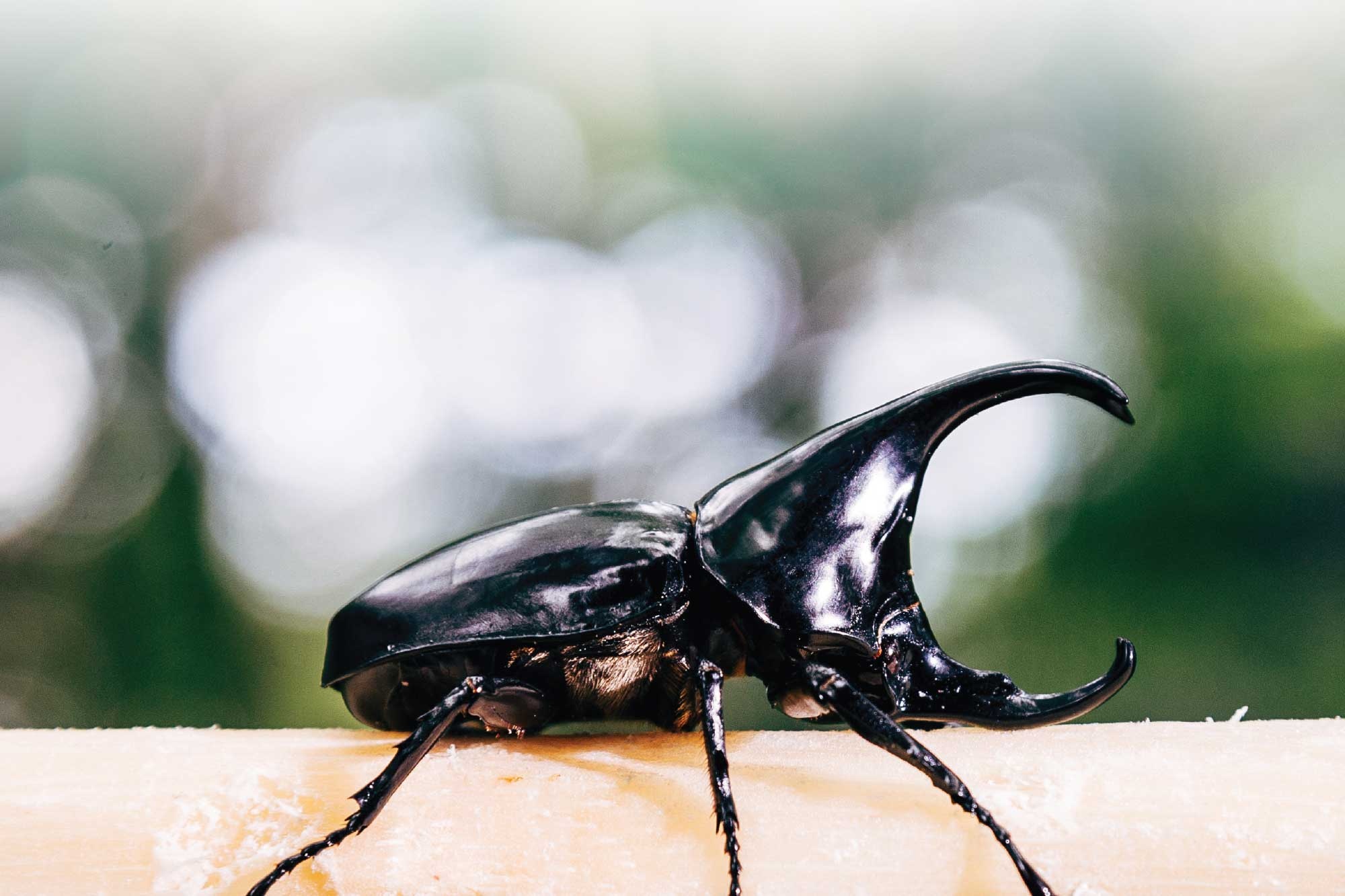 Beetle, Battling beetles, Thai tradition, Chiang Mai, 2000x1340 HD Desktop