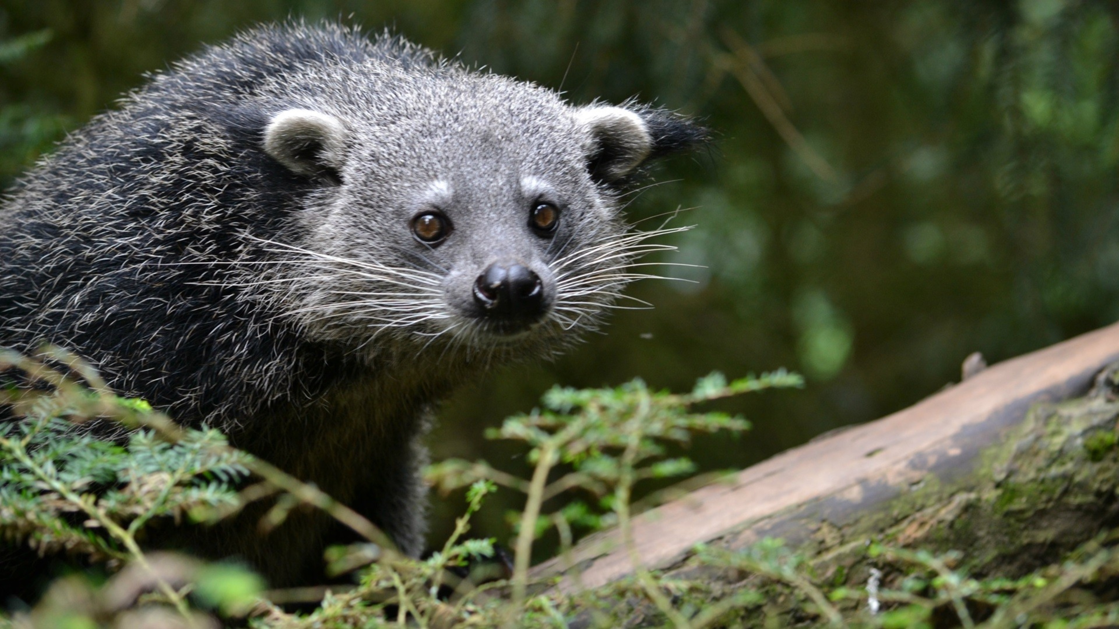 China animal, Binturong, Full HD image, 3840x2160 4K Desktop