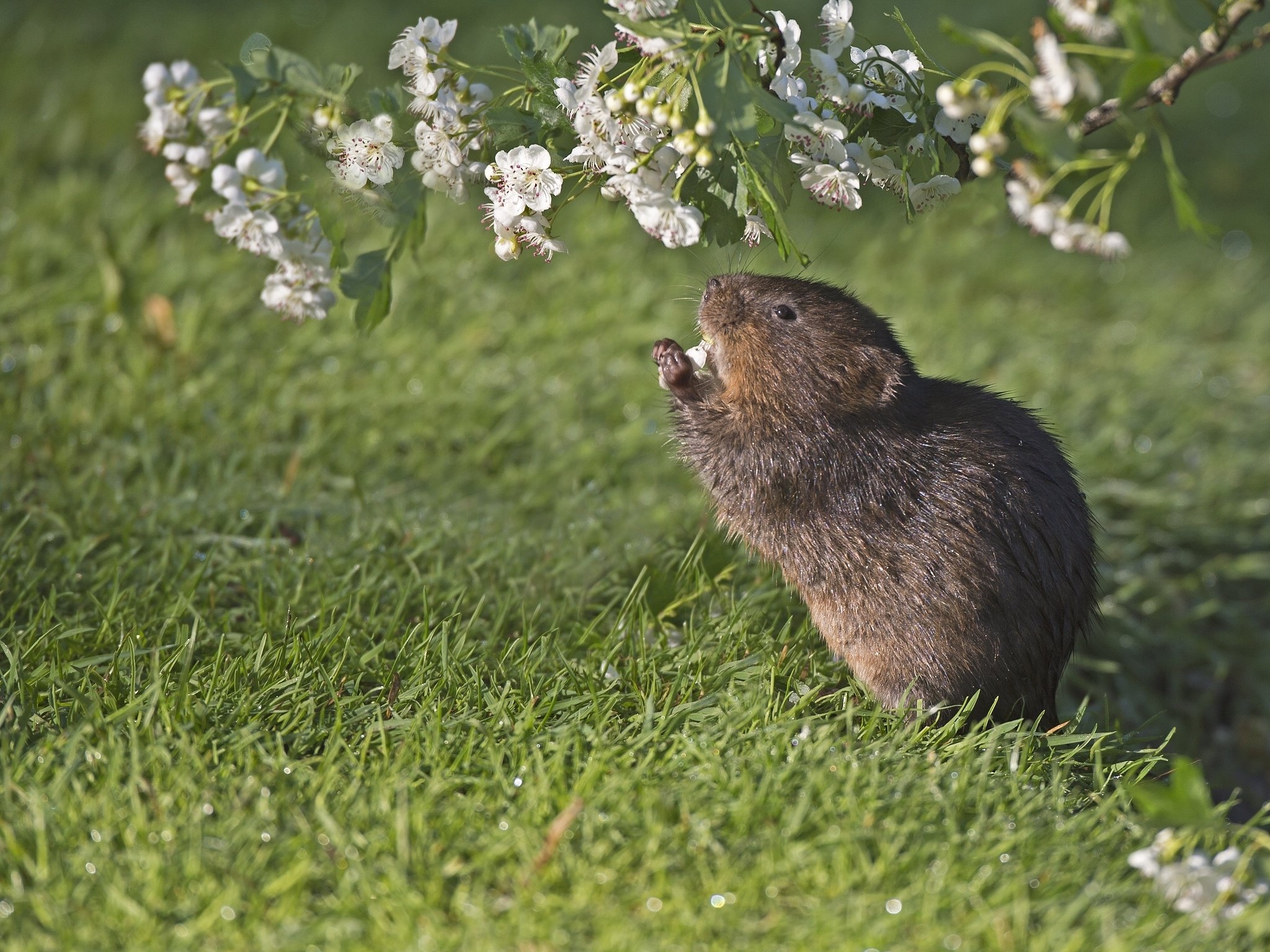 Water vole, Hawthorn Tree Wallpaper, 2050x1540 HD Desktop