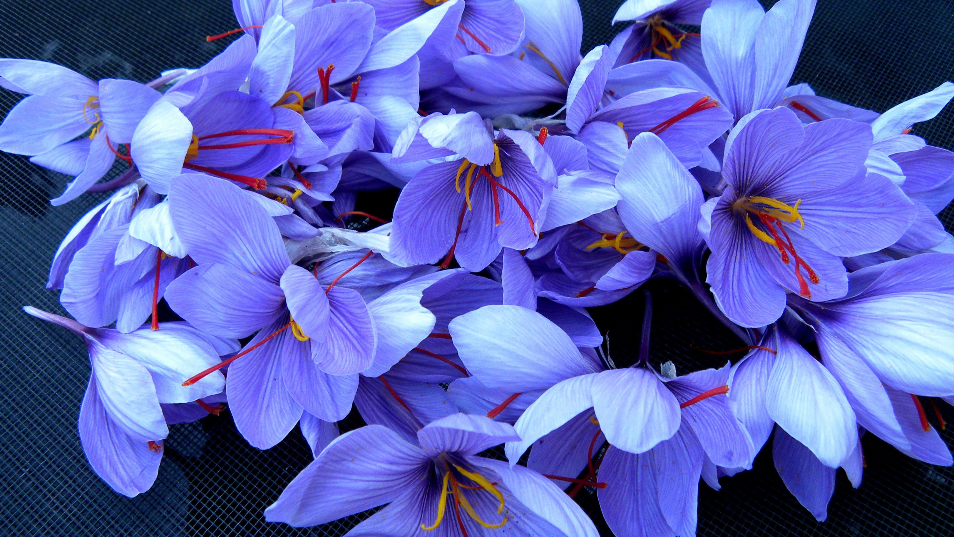 Flowers, Saffron Wallpaper, 3840x2160 4K Desktop
