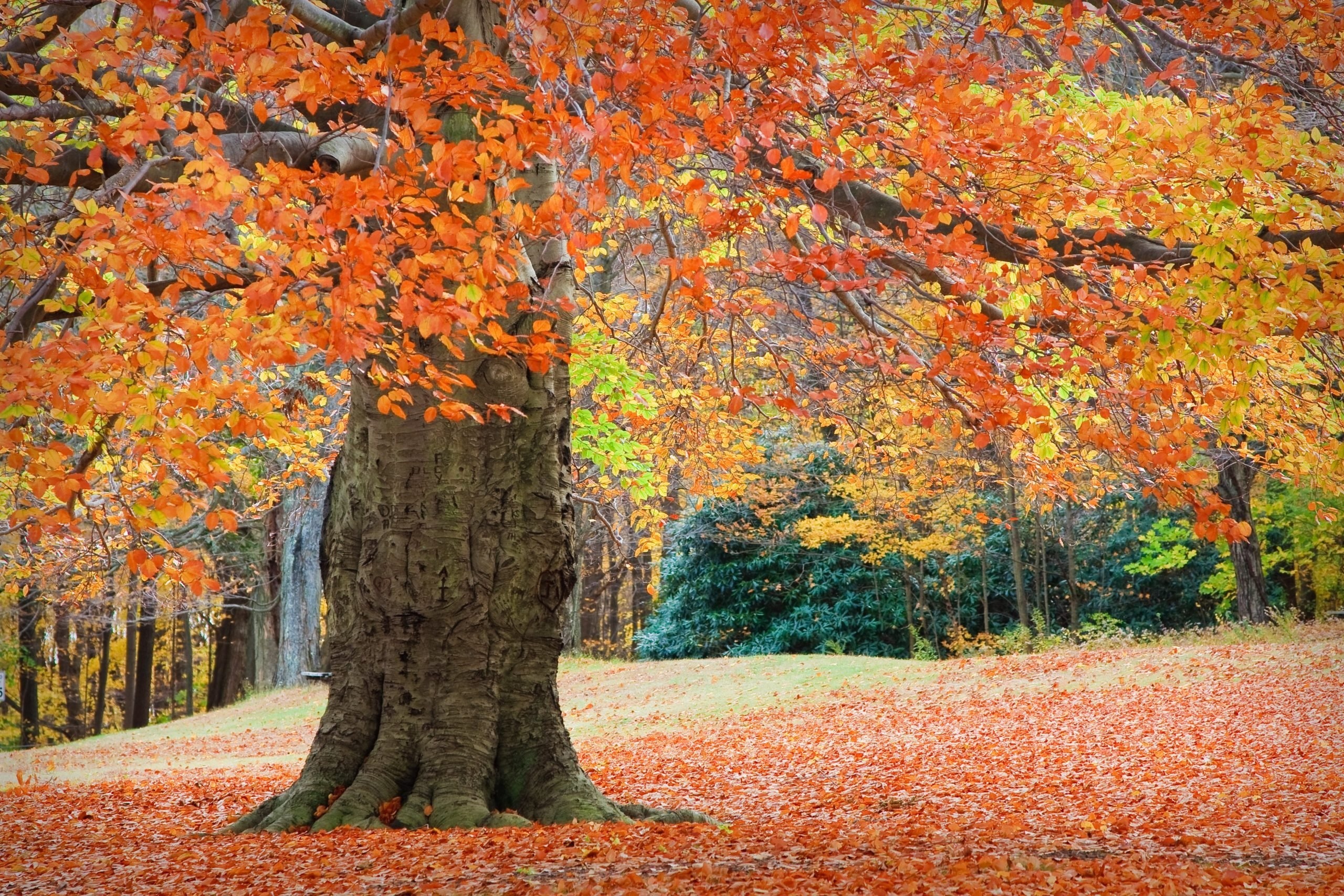 Forest carpet, Fall Wallpaper, 2560x1710 HD Desktop