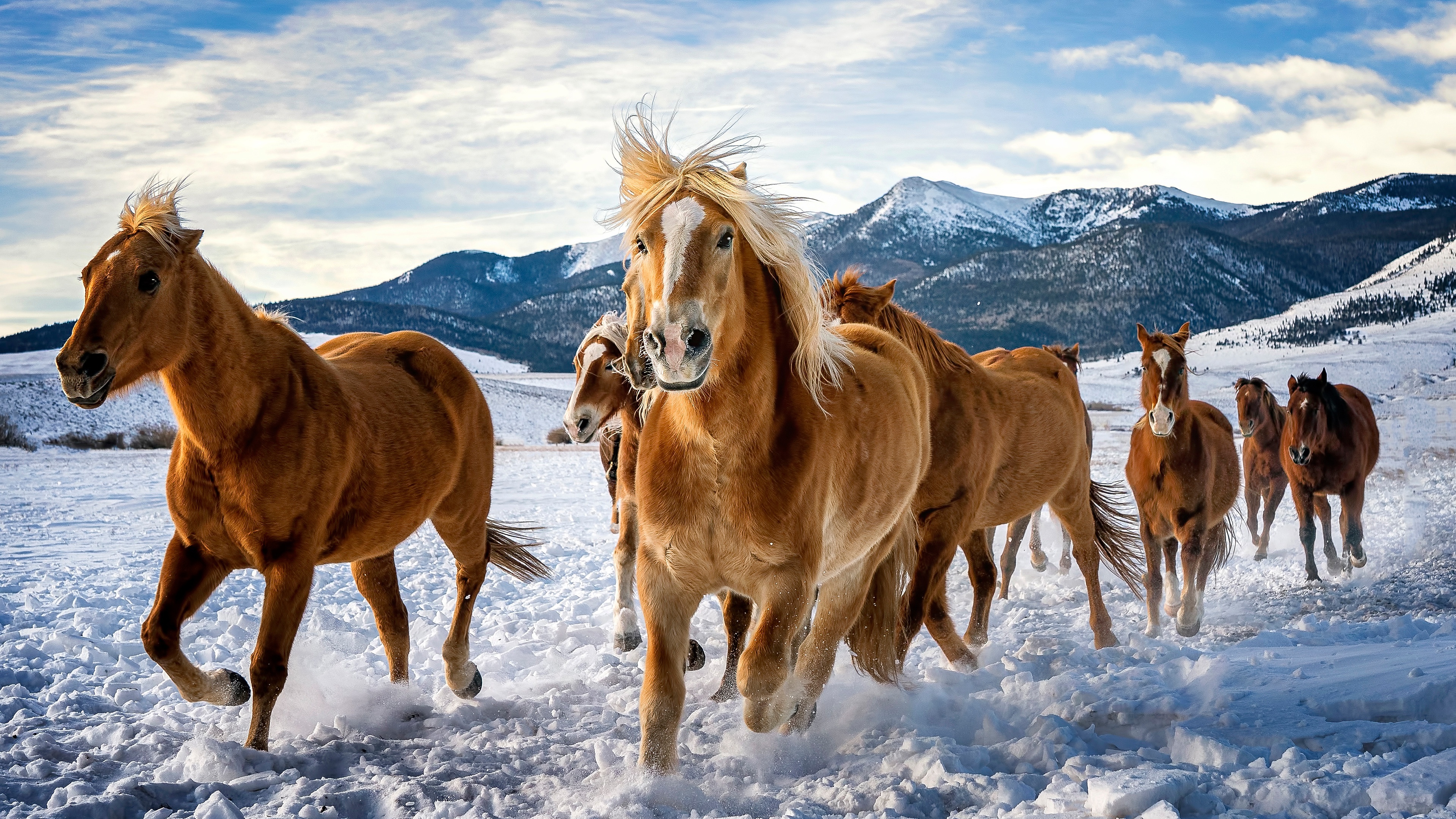 Mountains, Horses in the Snow Wallpaper, 3840x2160 4K Desktop