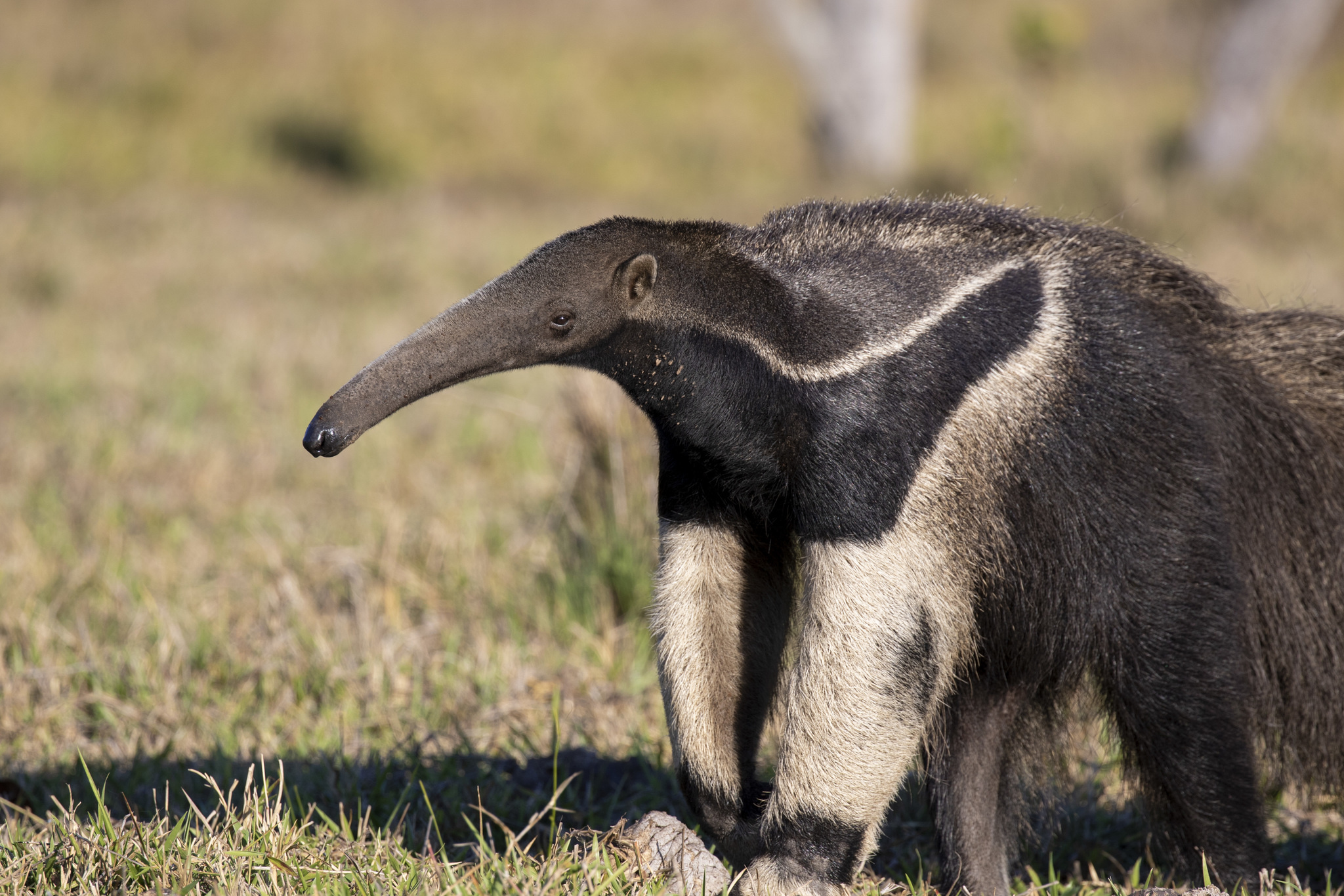 Giant anteater photos, Myrmecophaga tridactyla, Wild animals, iNaturalist, 2050x1370 HD Desktop
