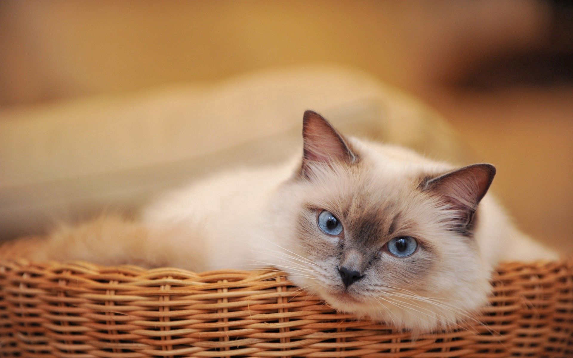 Birman breed, Sacred cats, Gentle temperament, Colorpoint pattern, 1920x1200 HD Desktop