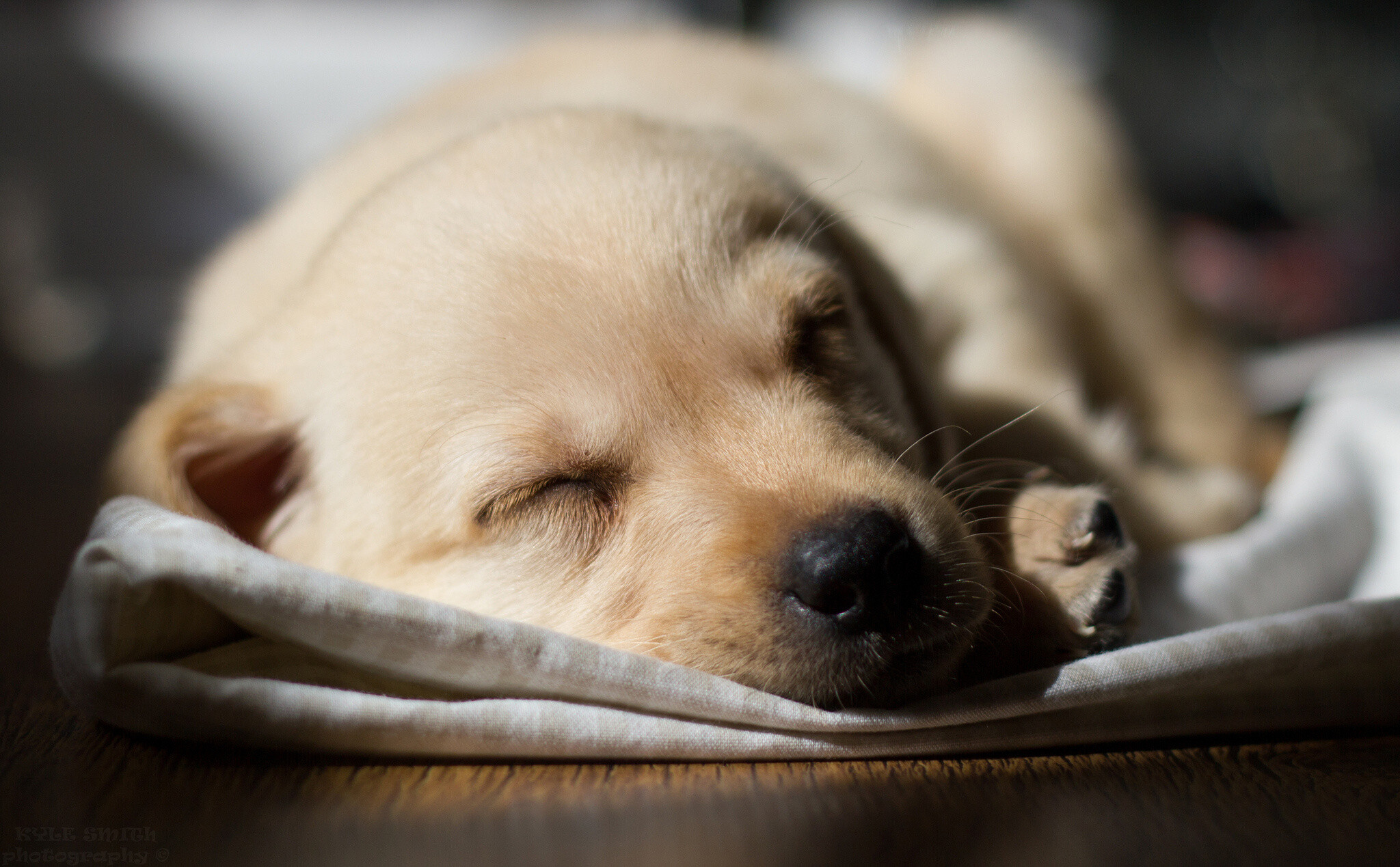 Sleeping, Labrador Retrievers Wallpaper, 2050x1270 HD Desktop