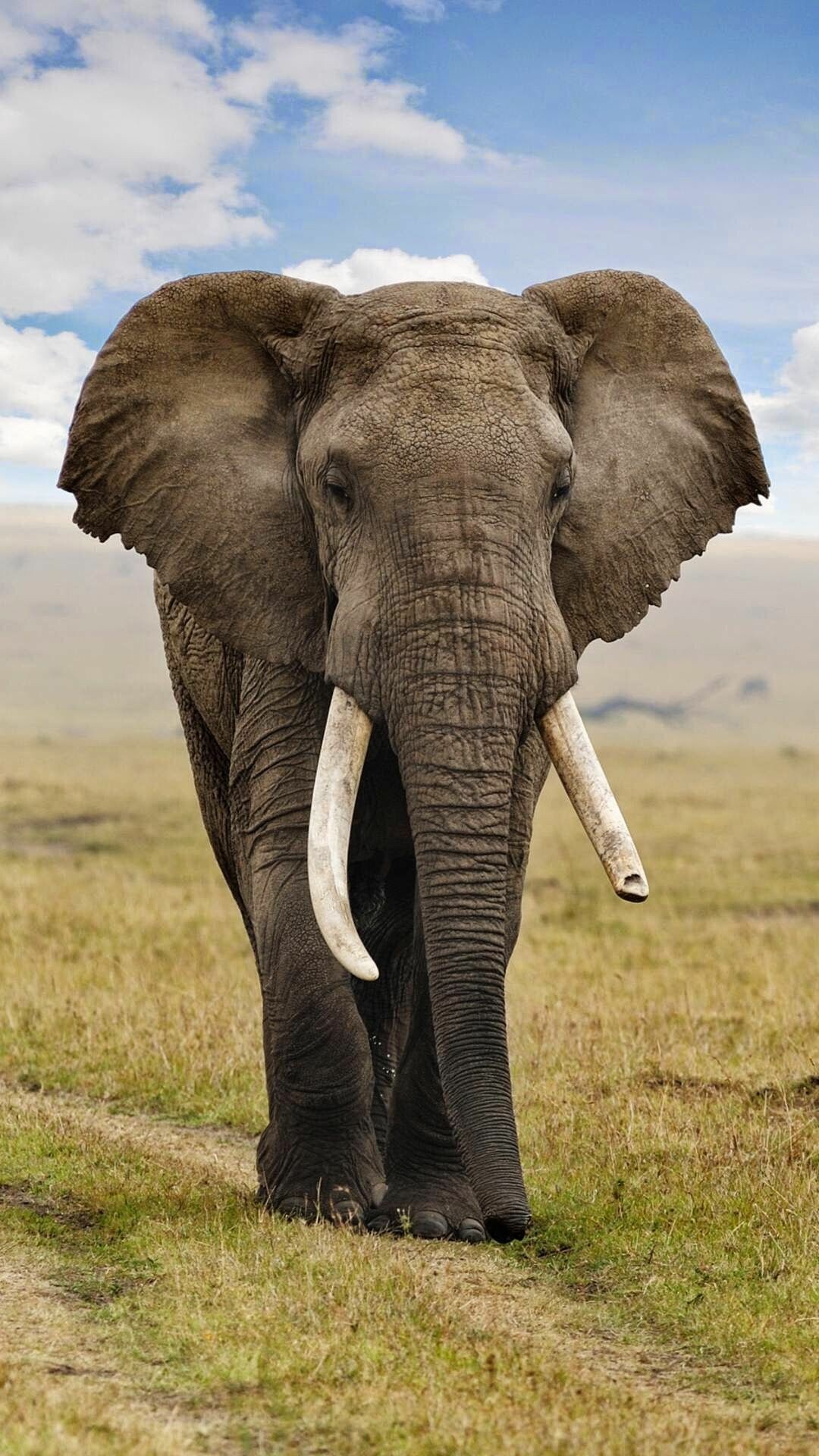 African elephant, Android wallpapers, Mobile customization, Digital artistry, 1080x1920 Full HD Phone