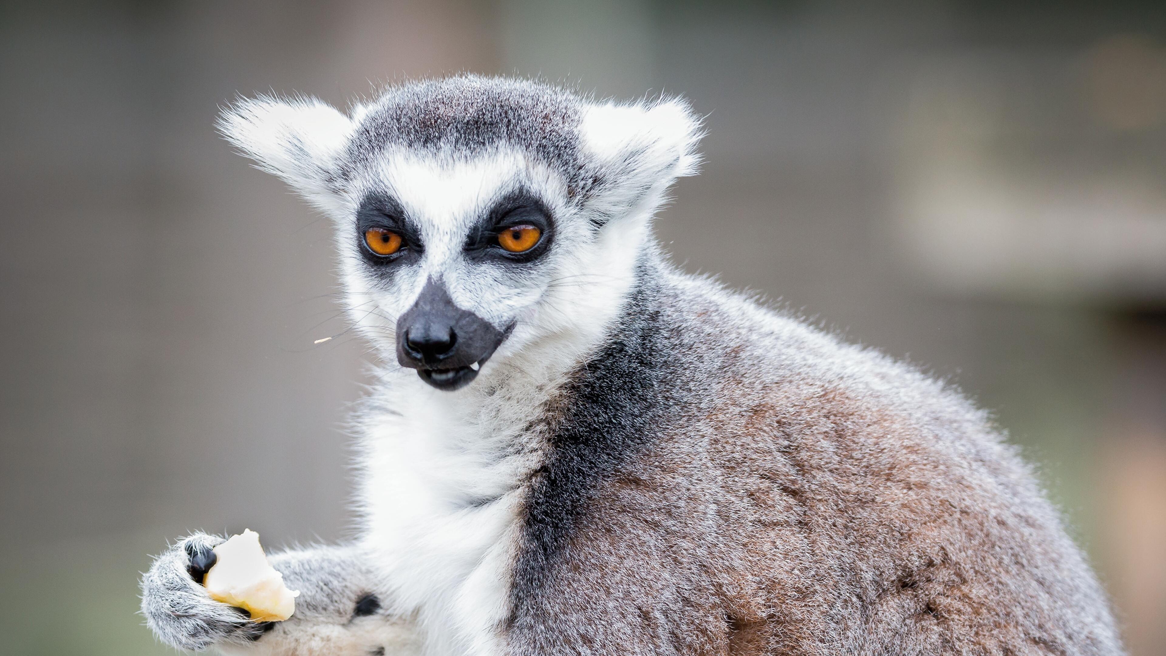 Eating, Lemurs Wallpaper, 3840x2160 4K Desktop