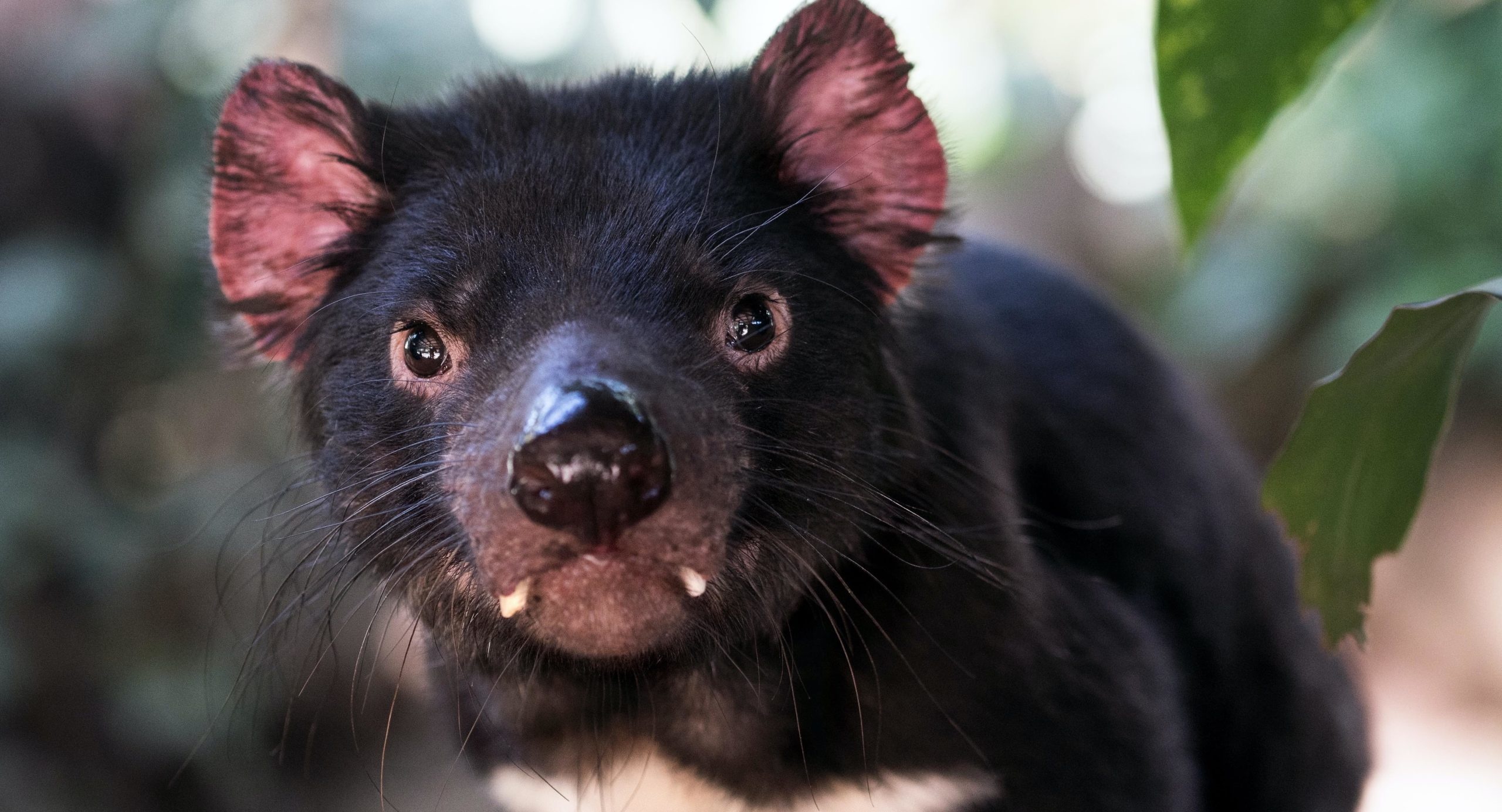 Devils' fight against pandemic, Tasmanian Devil news, Wire Science article, Devil's resilience, 2560x1390 HD Desktop