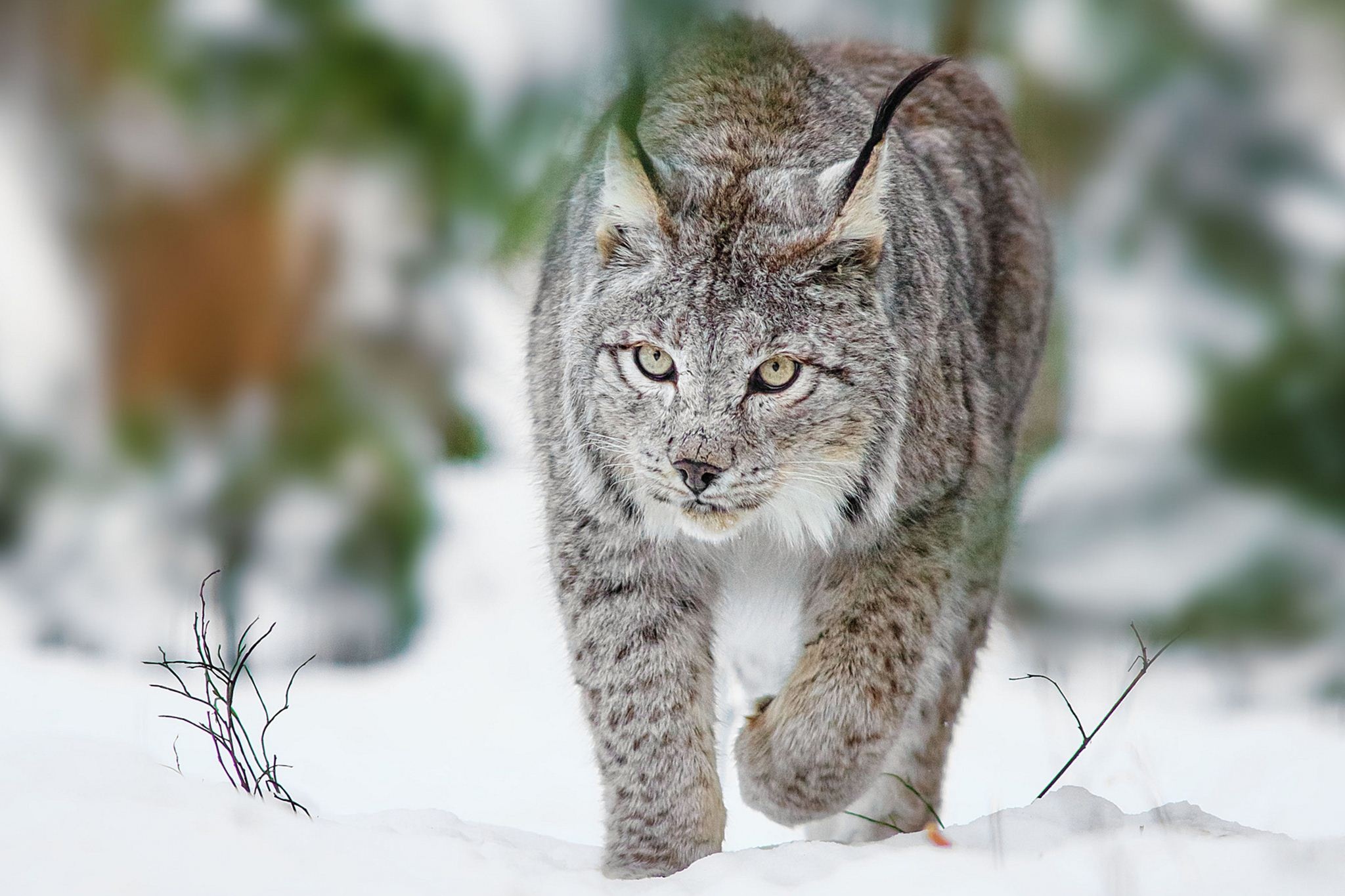 Stunning lynx, HD wallpapers, Nature's beauty, Mesmerizing wilderness, 2050x1370 HD Desktop