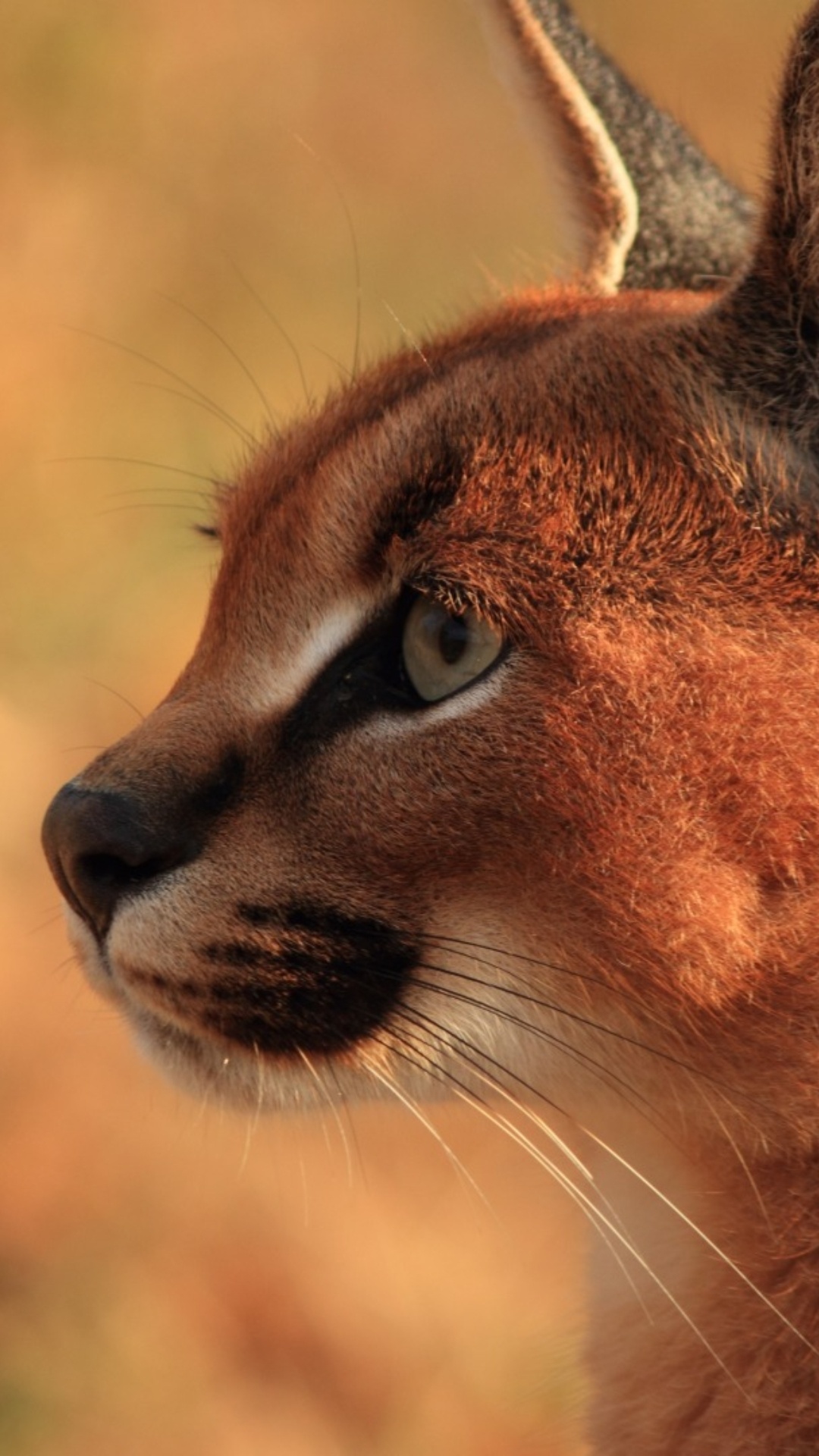 Whiskers, Caracal Wallpaper, 1080x1920 Full HD Phone