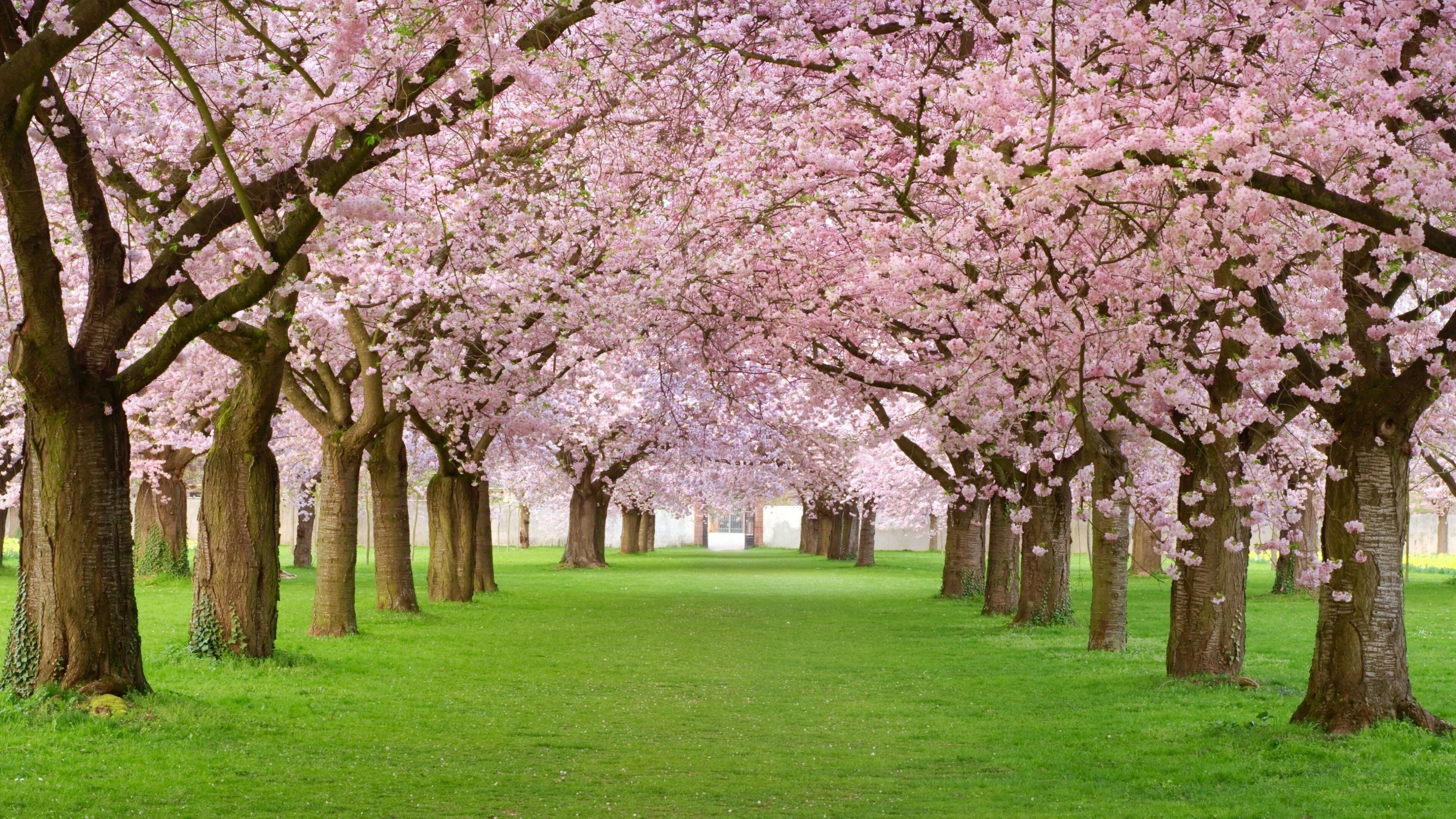 Sakura, Trees Wallpaper, 3840x2160 4K Desktop