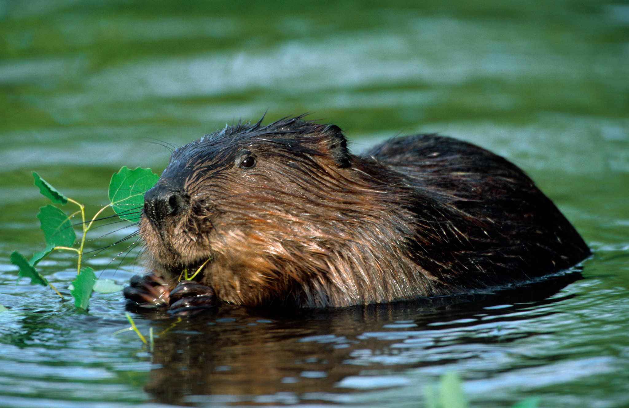 Beaver, HQ beaver pictures, 4K wallpapers, 2050x1330 HD Desktop