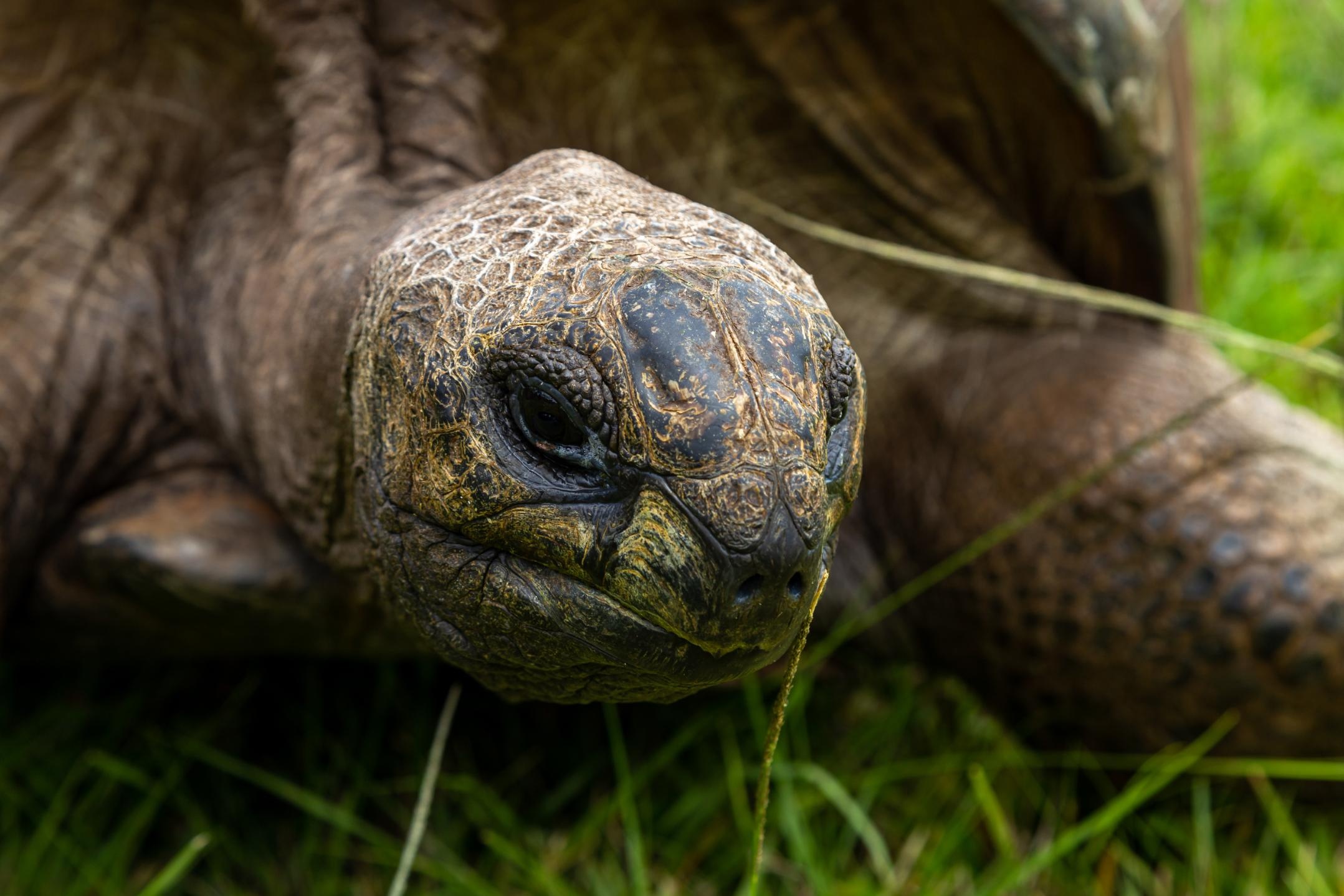 World's oldest tortoise, Incredible longevity, Record-breaking reptile, Timeless wonder, 2160x1440 HD Desktop