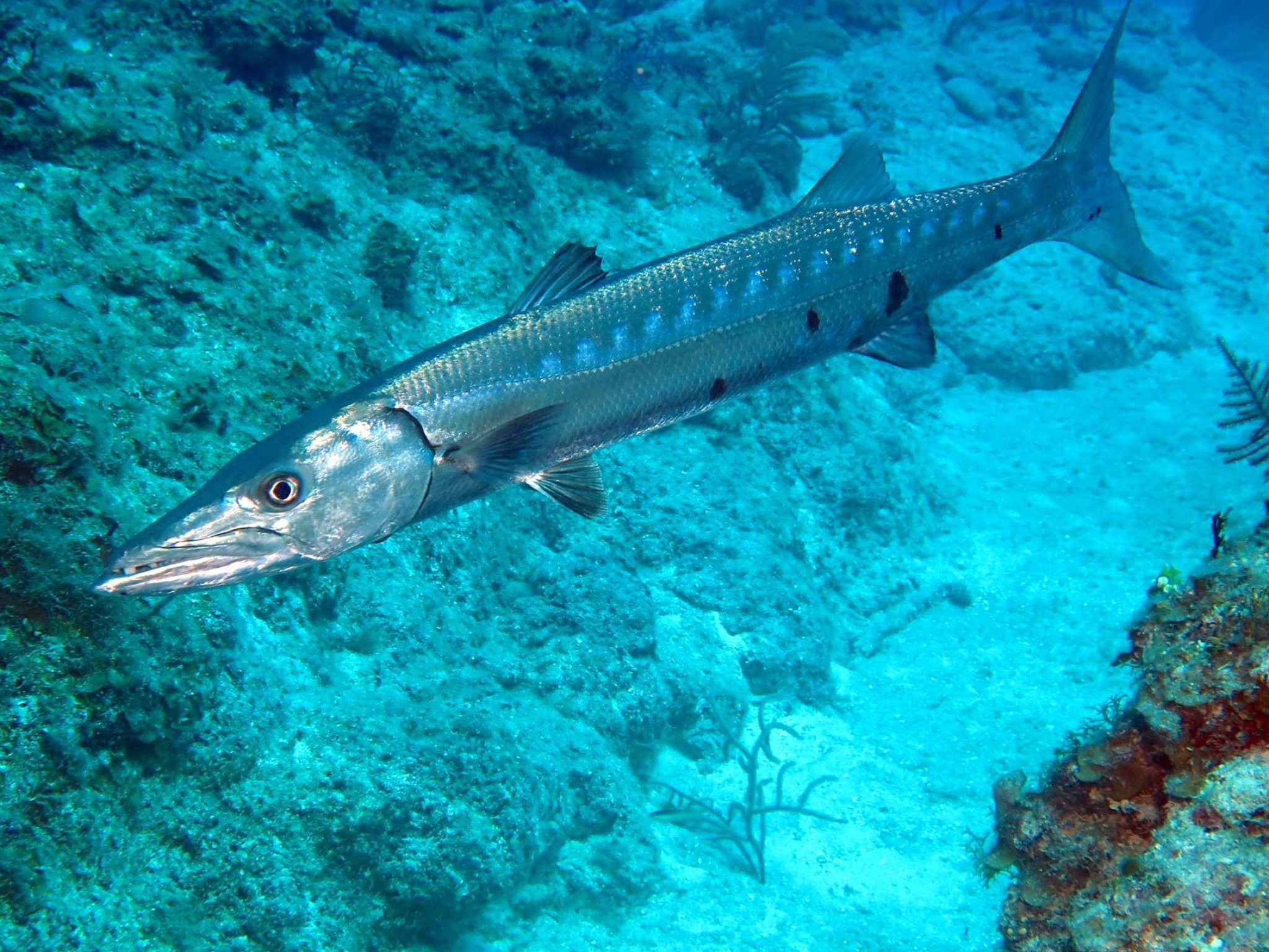 Barracuda fish, Stop eating, Top doc warns, Consuming popular fish, 2050x1540 HD Desktop