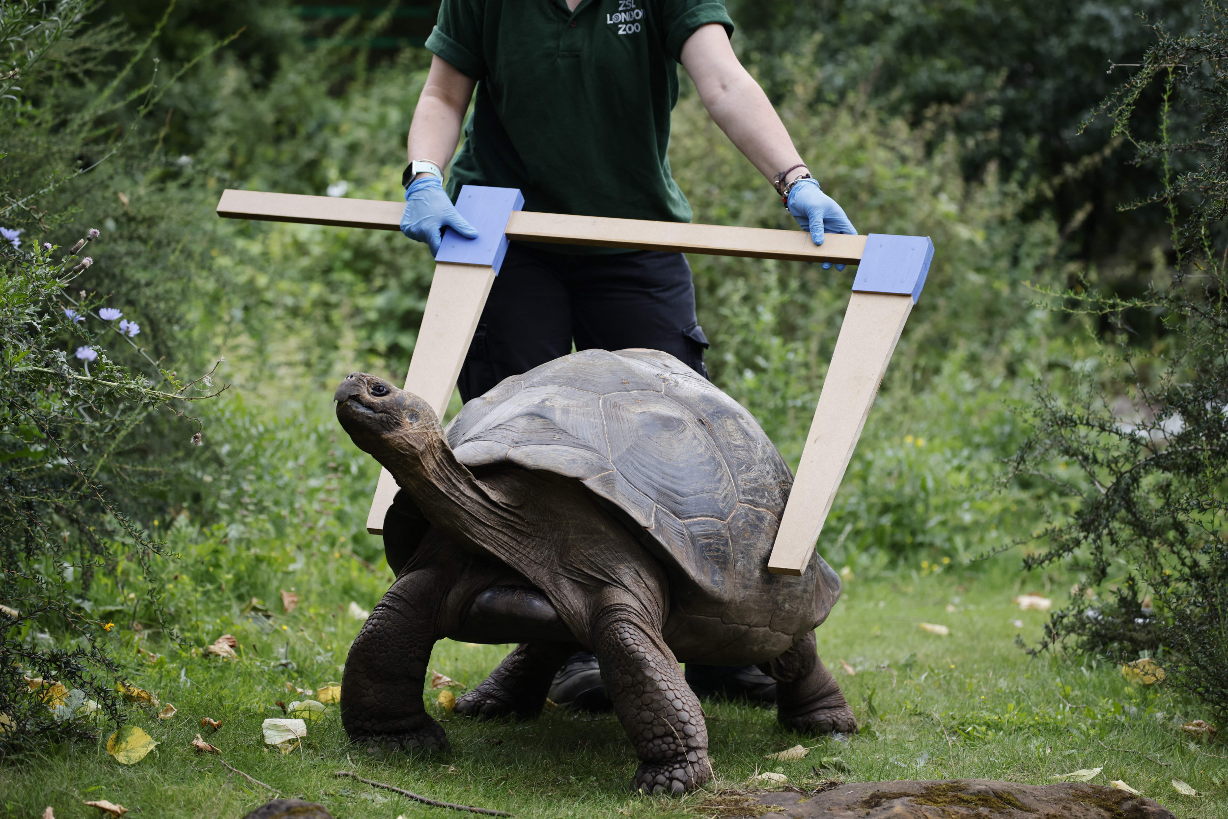 London Zoo, Aldabra Giant Tortoise Wallpaper, 2500x1670 HD Desktop