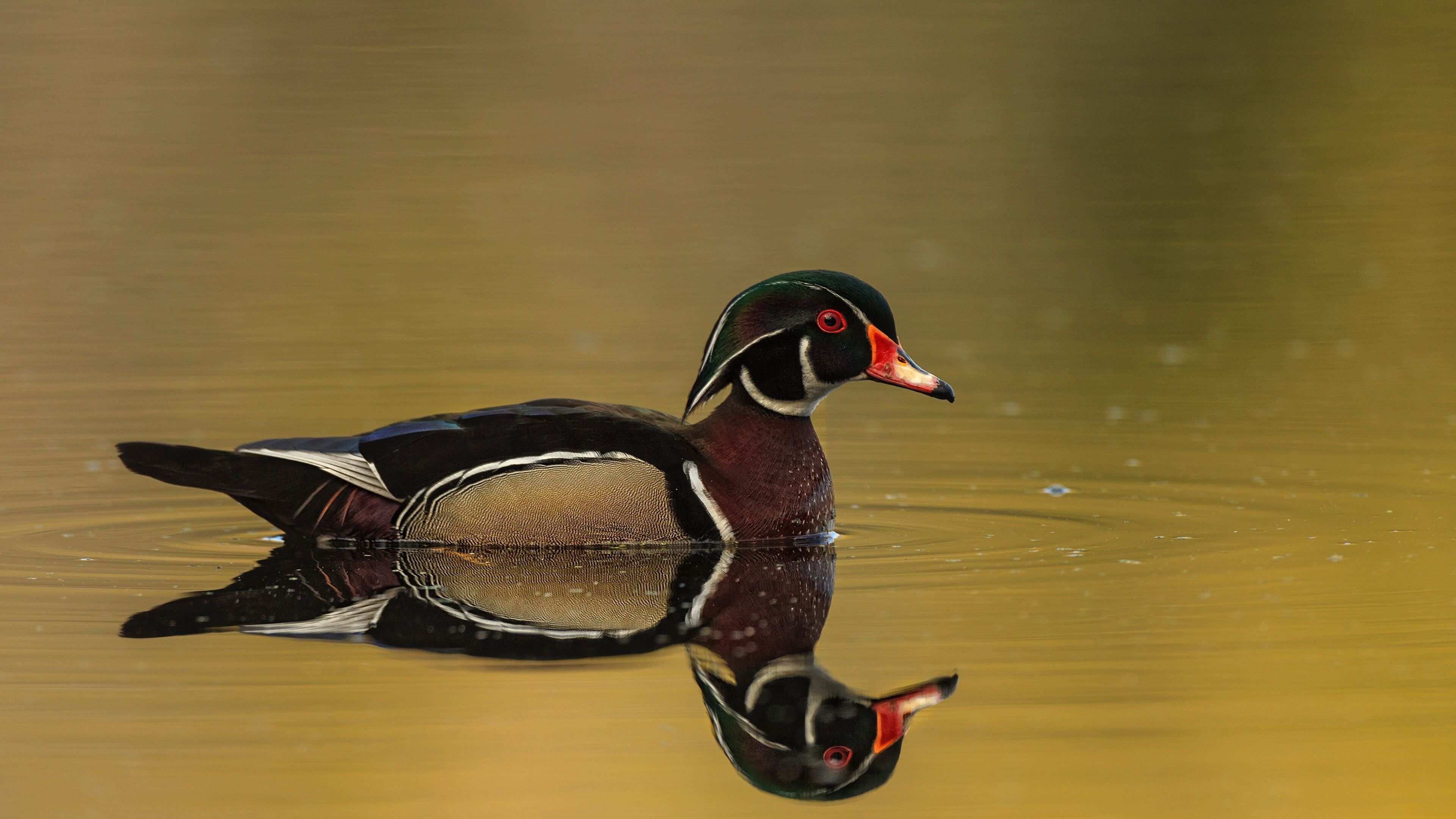 Aix sponsa, Ducks Wallpaper, 3840x2160 4K Desktop