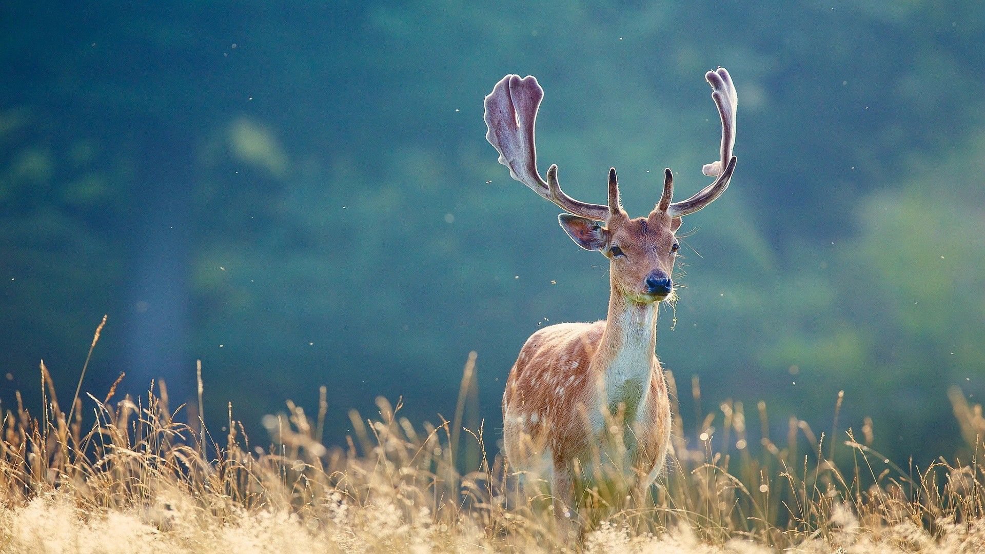Download deer wallpaper, Wallpapers wire, High-quality images, Digital downloads, 1920x1080 Full HD Desktop