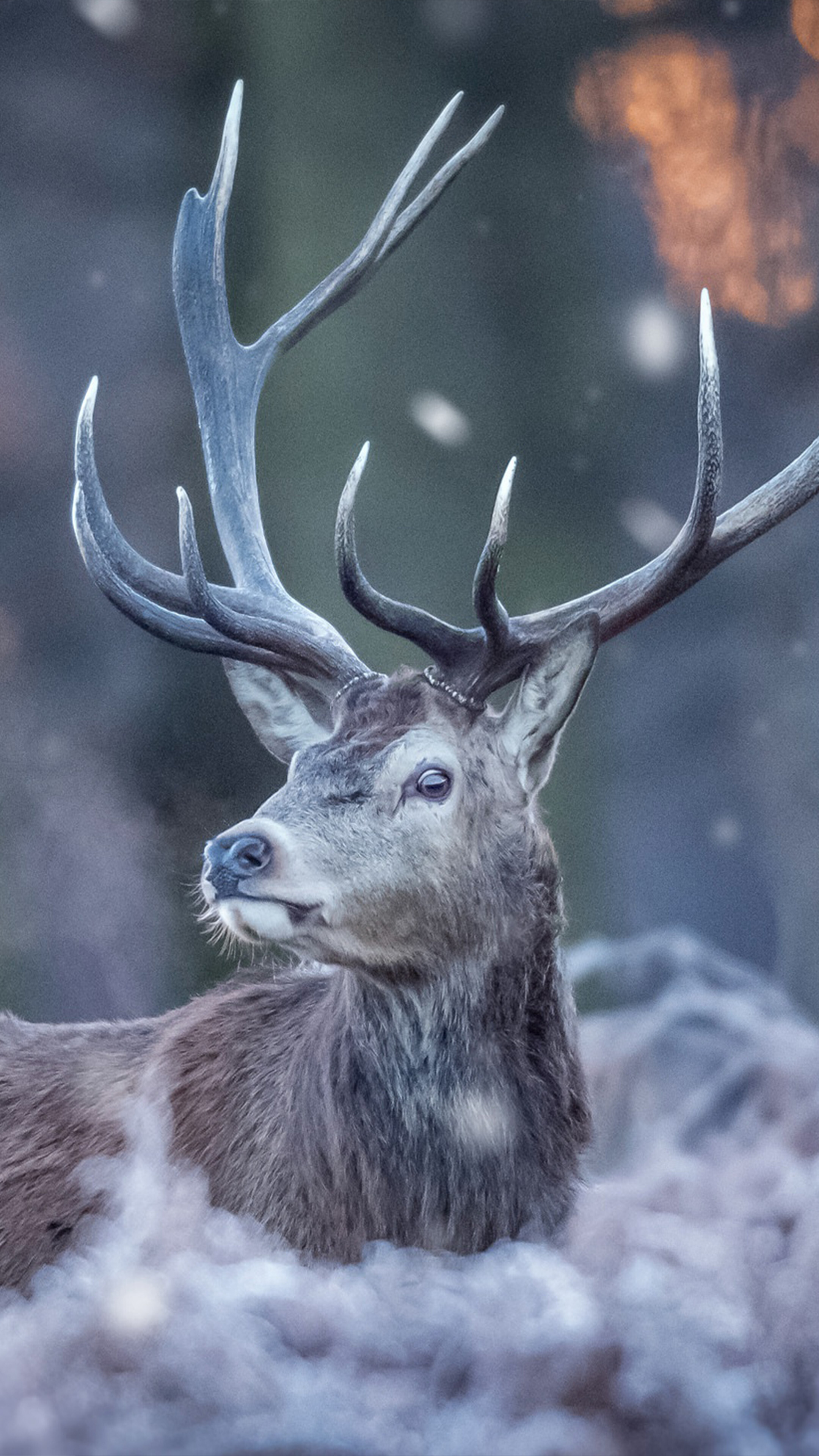 Deer forest winter, 4K Ultra HD mobile wallpaper, 2160x3840 4K Phone