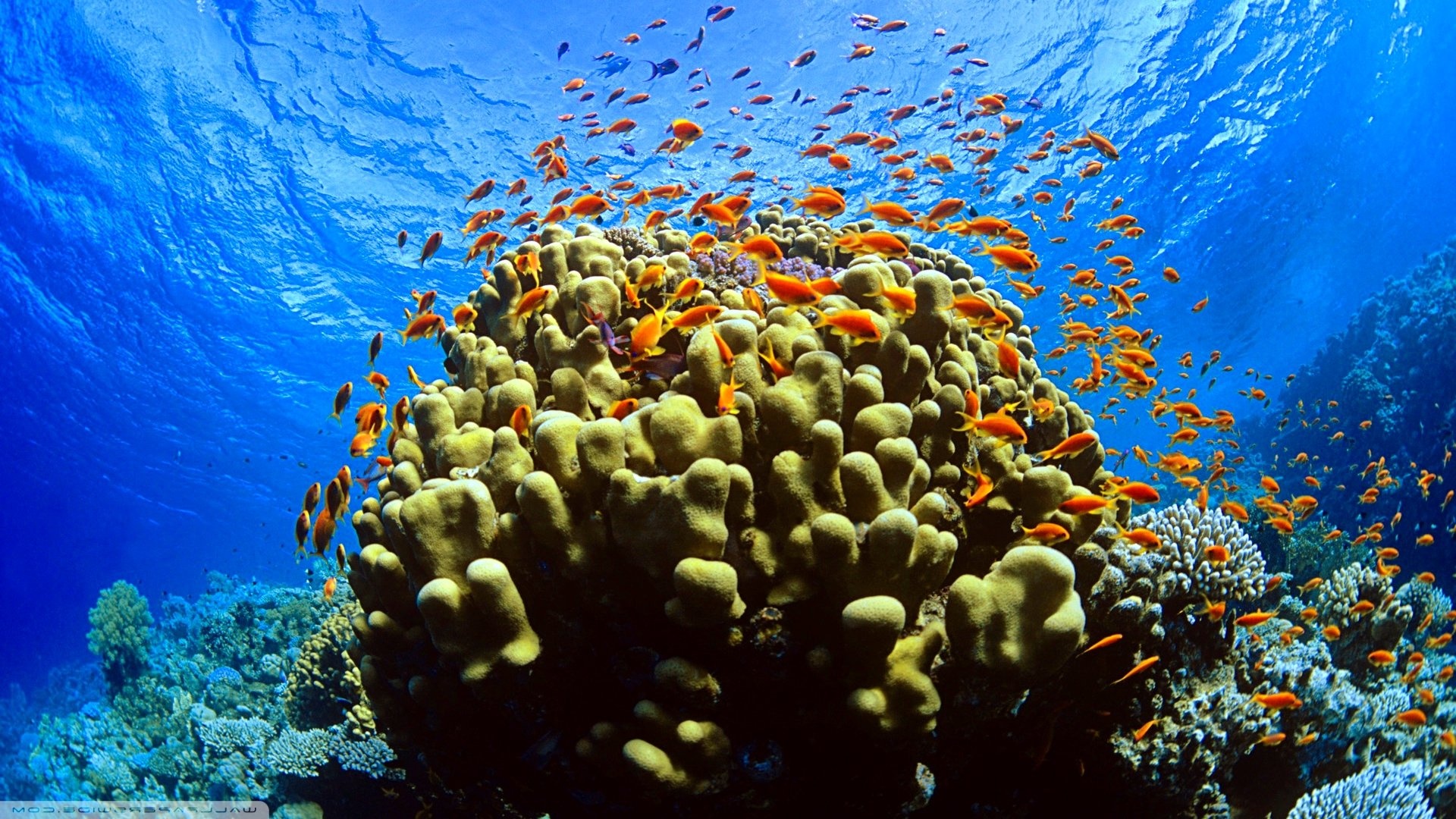 Fish and ocean wallpaper, Underwater scenery, Sealife exploration, Goodfon.com, 1920x1080 Full HD Desktop