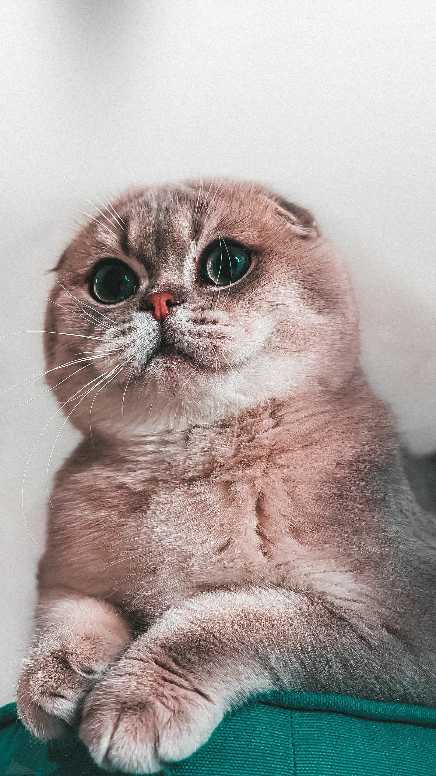 Scottish Fold, Cute cat, Cute cats and kittens, Cat wallpaper, 1440x2550 HD Phone
