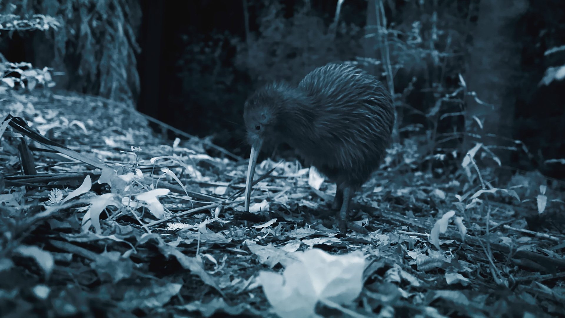 BBC Two New Zealand, Earth's Mythical Islands, Kiwis Detail Freaks, 1920x1080 Full HD Desktop