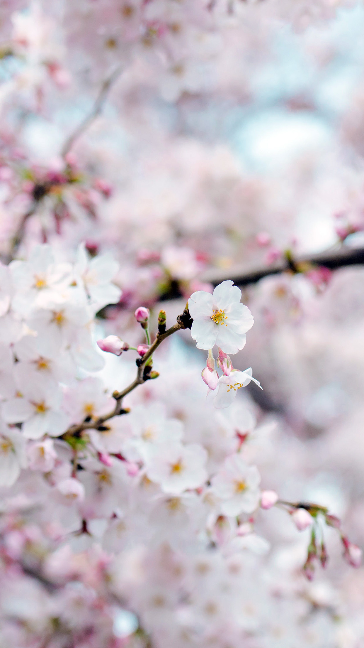 Blooming sakura flowers, Pink cherry blossom buds, Pastel spring blossom bokeh, HD Phone wallpaper