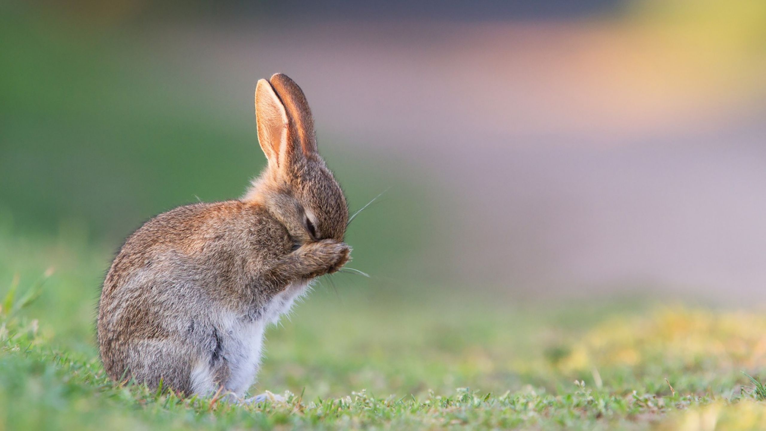 Baby, Hares Wallpaper, 2560x1440 HD Desktop