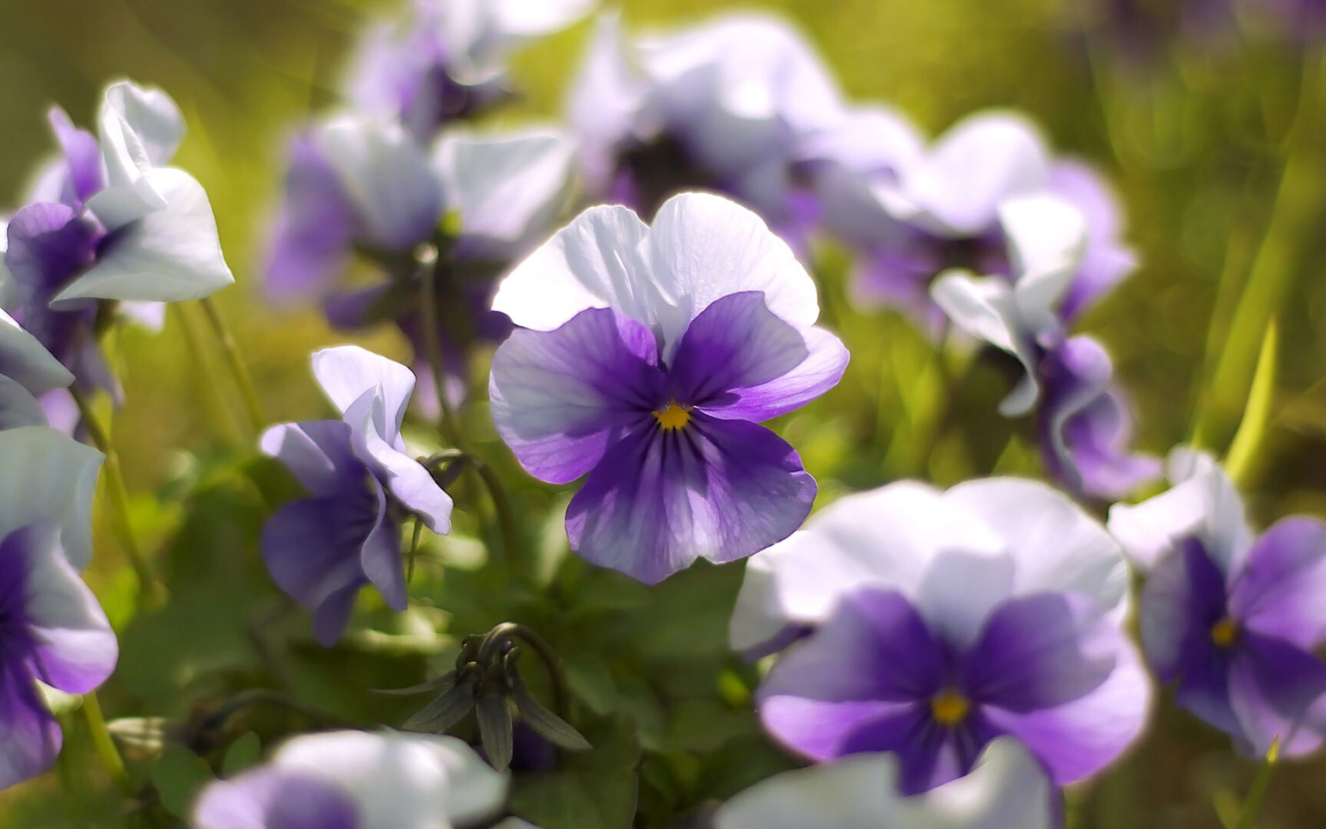 Violets wallpaper, Flower wallpapers, Delicate blossoms, Fragrant petals, 1920x1200 HD Desktop