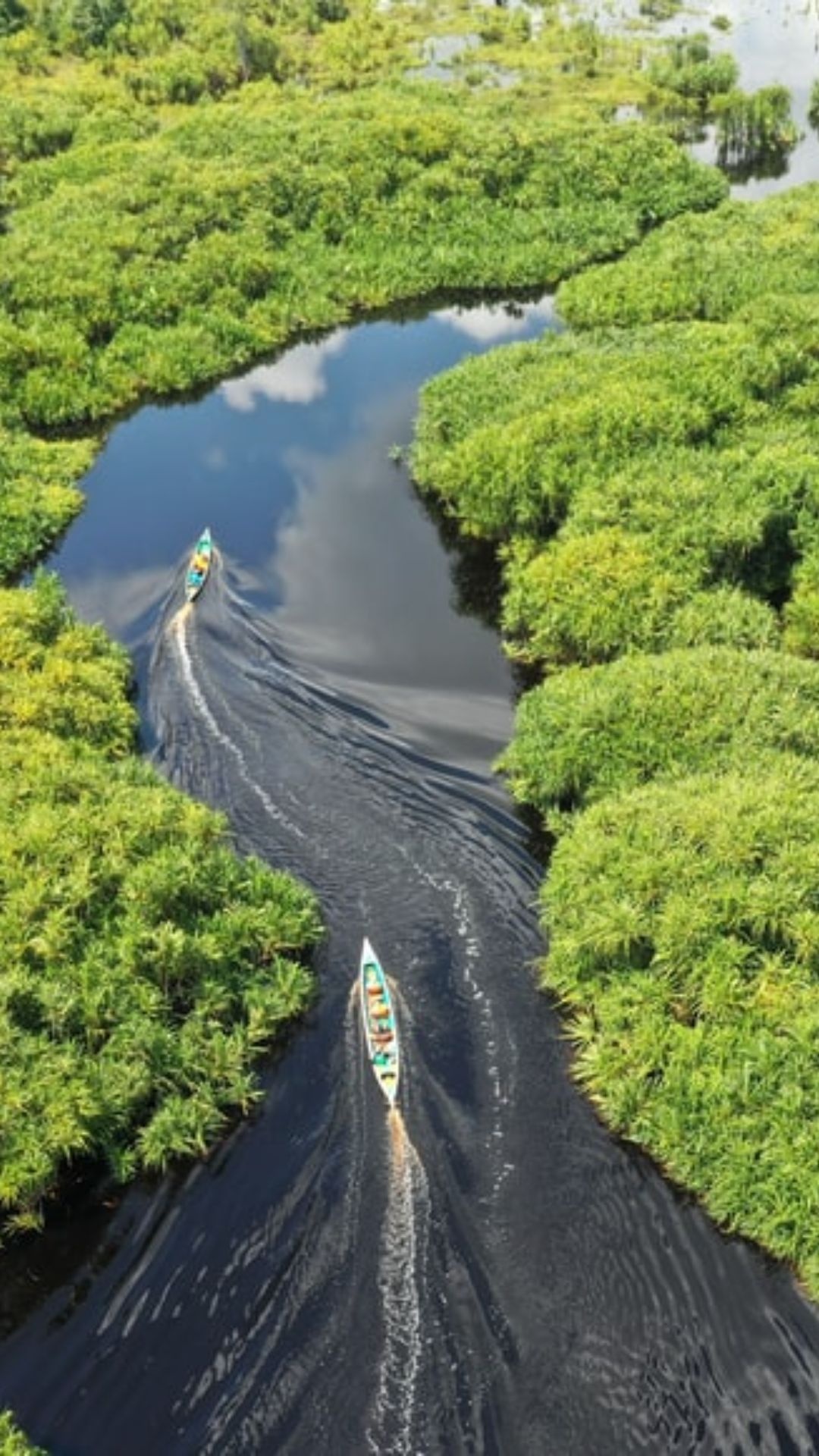 The Amazon River, Untouched beauty, Stunning wallpapers, Nature's paradise, 1080x1920 Full HD Phone