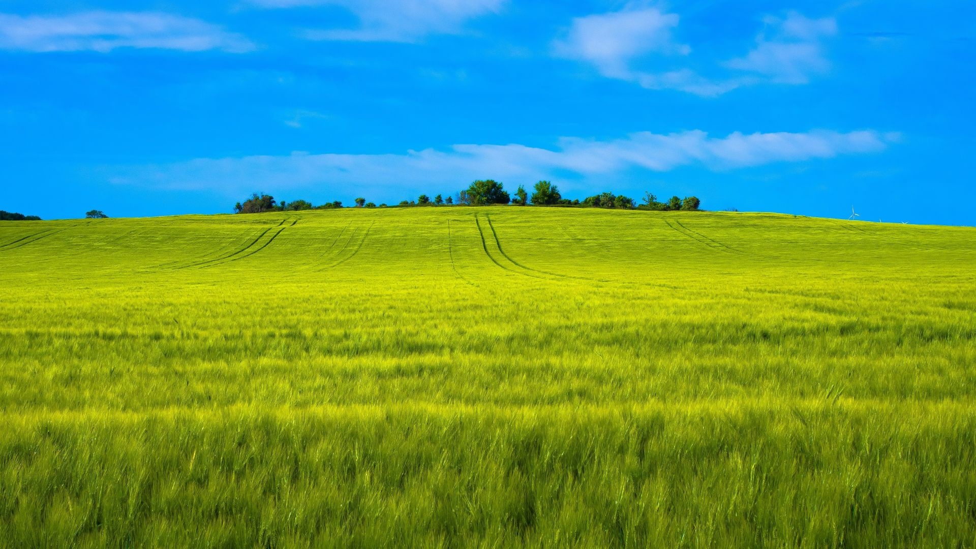 Green wheat farm, Picturesque landscape, Background image, Nature beauty, 1920x1080 Full HD Desktop