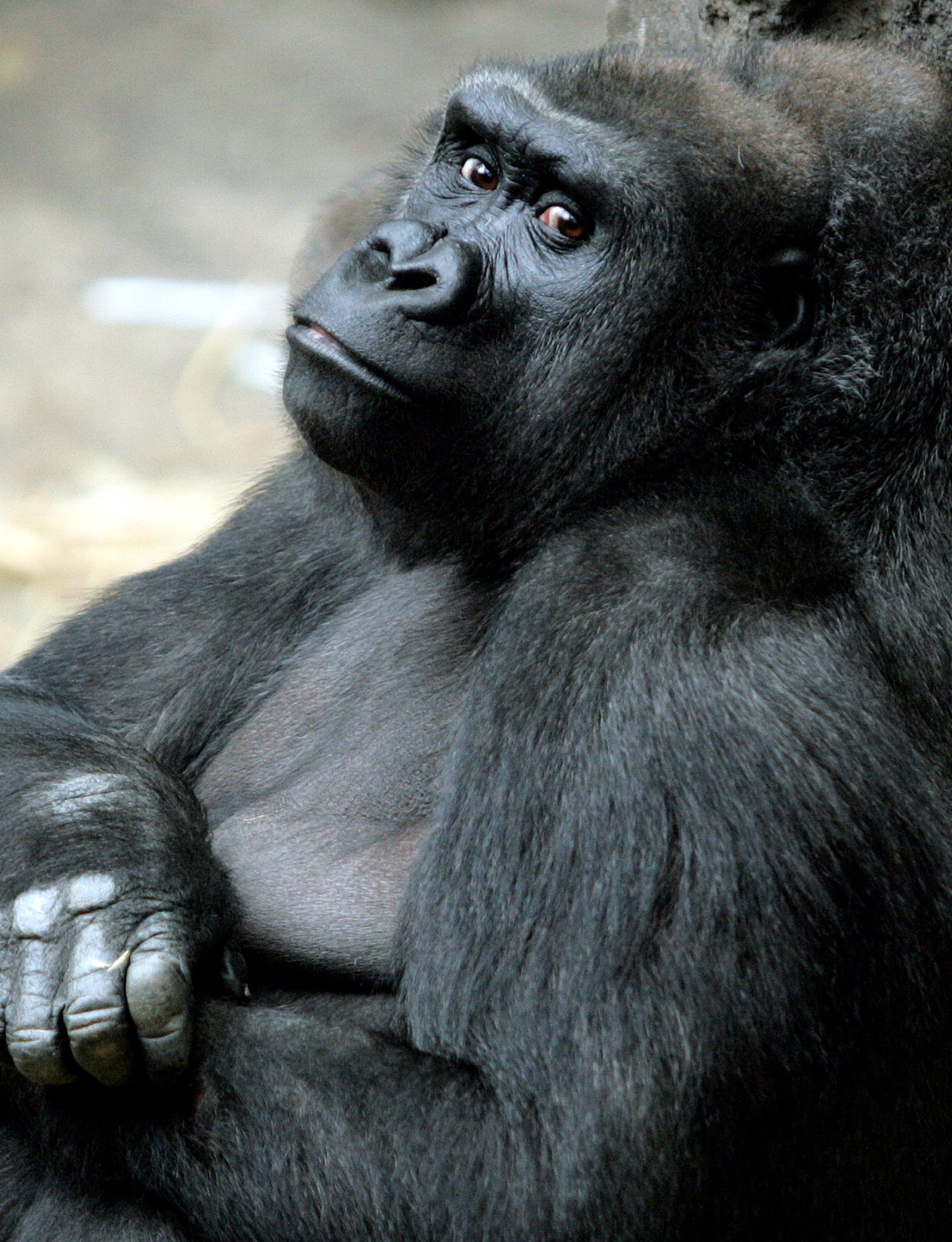 Gorilla bonding, Mother's love, Heartfelt connection, Ape family, 1540x2000 HD Phone