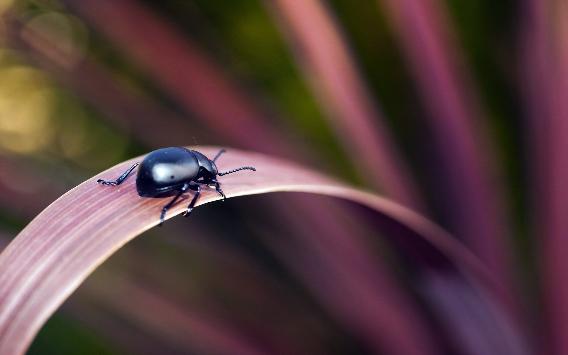 Beetle (Animals), Beetle computer background, Beetle HD wallpaper, Wallpaper for computer, 1920x1200 HD Desktop