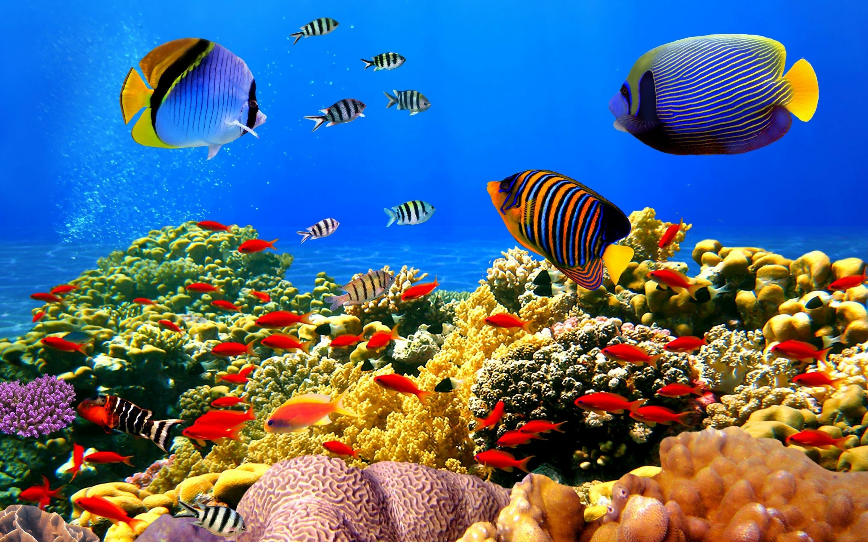 Great Barrier Reef, Coral reef backgrounds, 2880x1800 HD Desktop