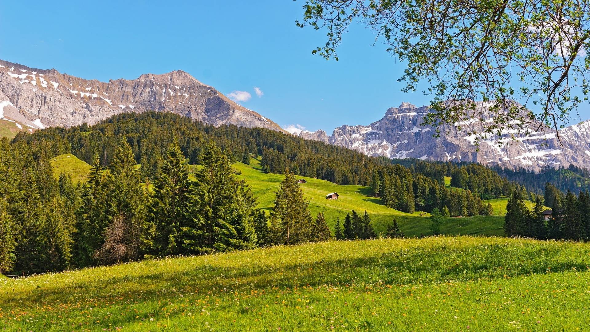Swiss Alps mountain range, Lush green alpine meadow, Wooden alpine hut, Full HD Desktop wallpaper