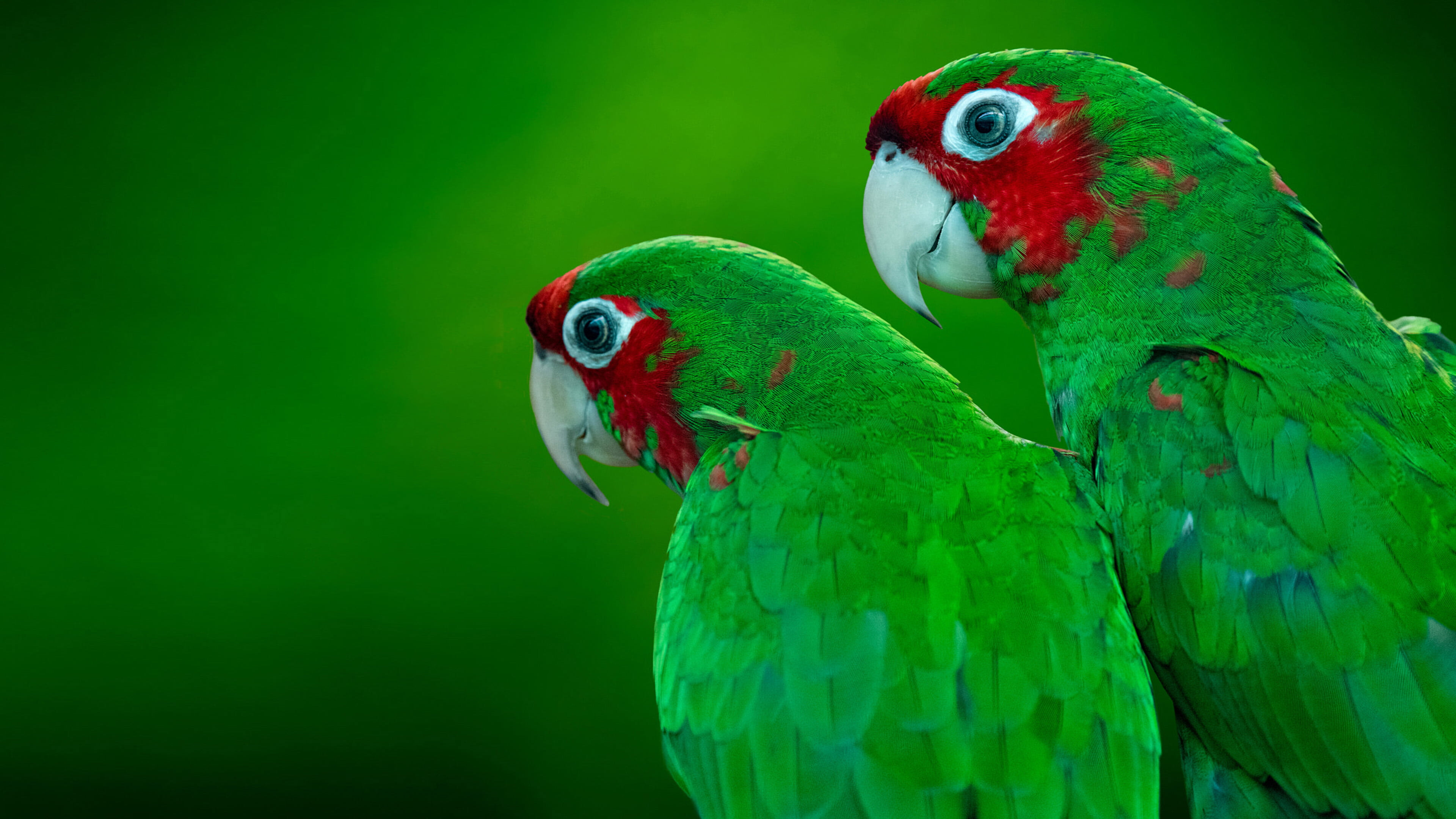 Amazona viridigenalis, Parrots Wallpaper, 3840x2160 4K Desktop