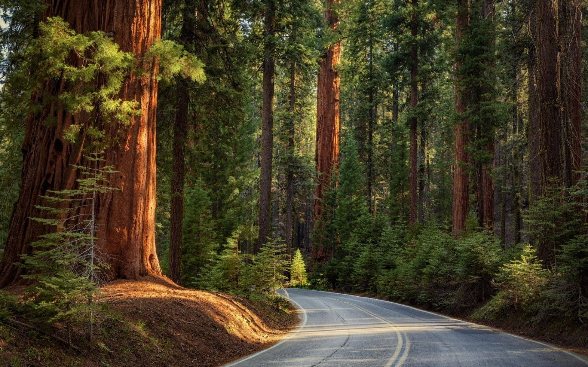 Giant sequoia trees, Winding asphalt forest road, Evergreen conifer woodland, HD Desktop wallpaper