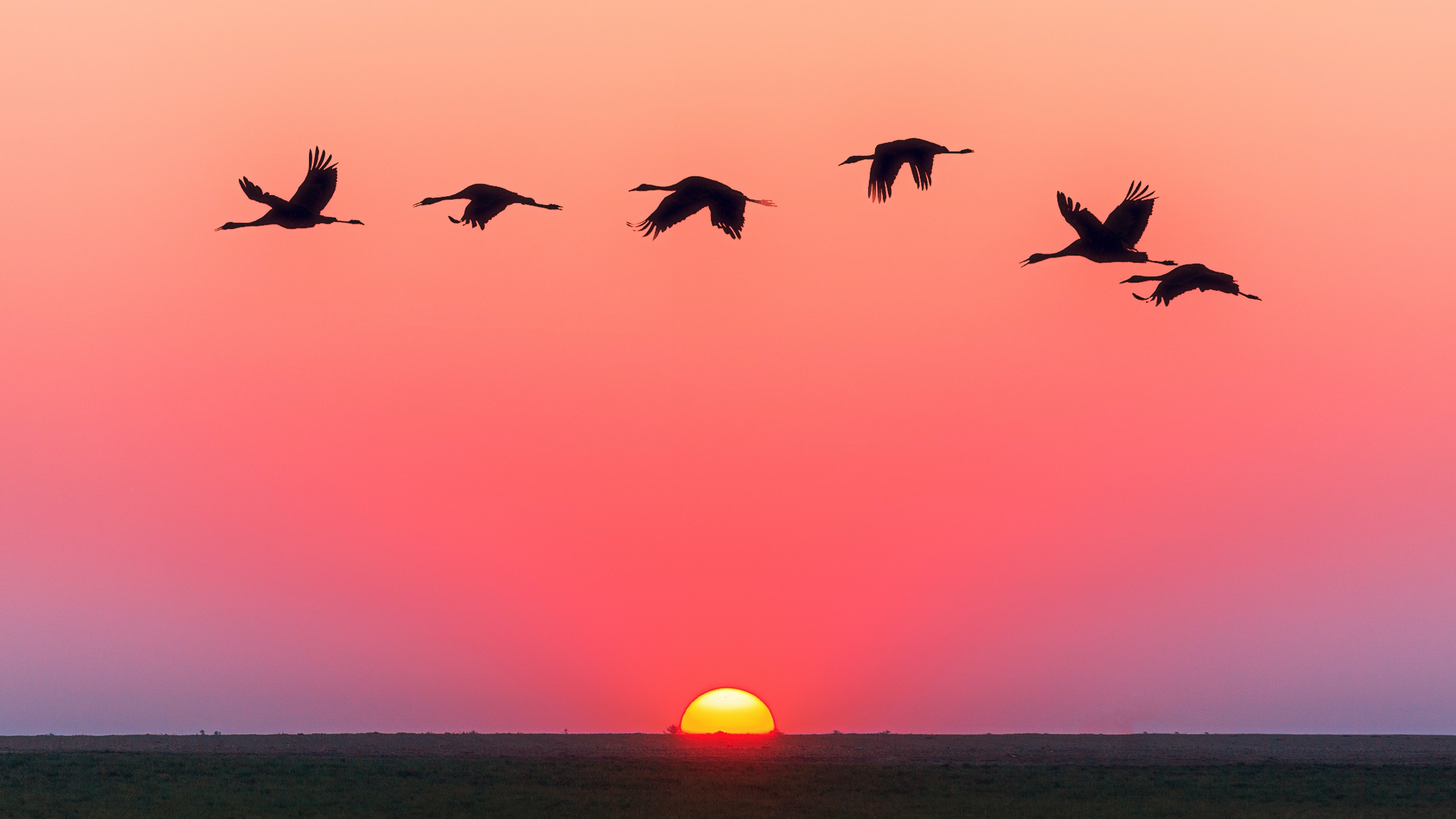 Birds flying over water, Serene ambiance, Tranquil beauty, Nature's wonders, 3840x2160 4K Desktop