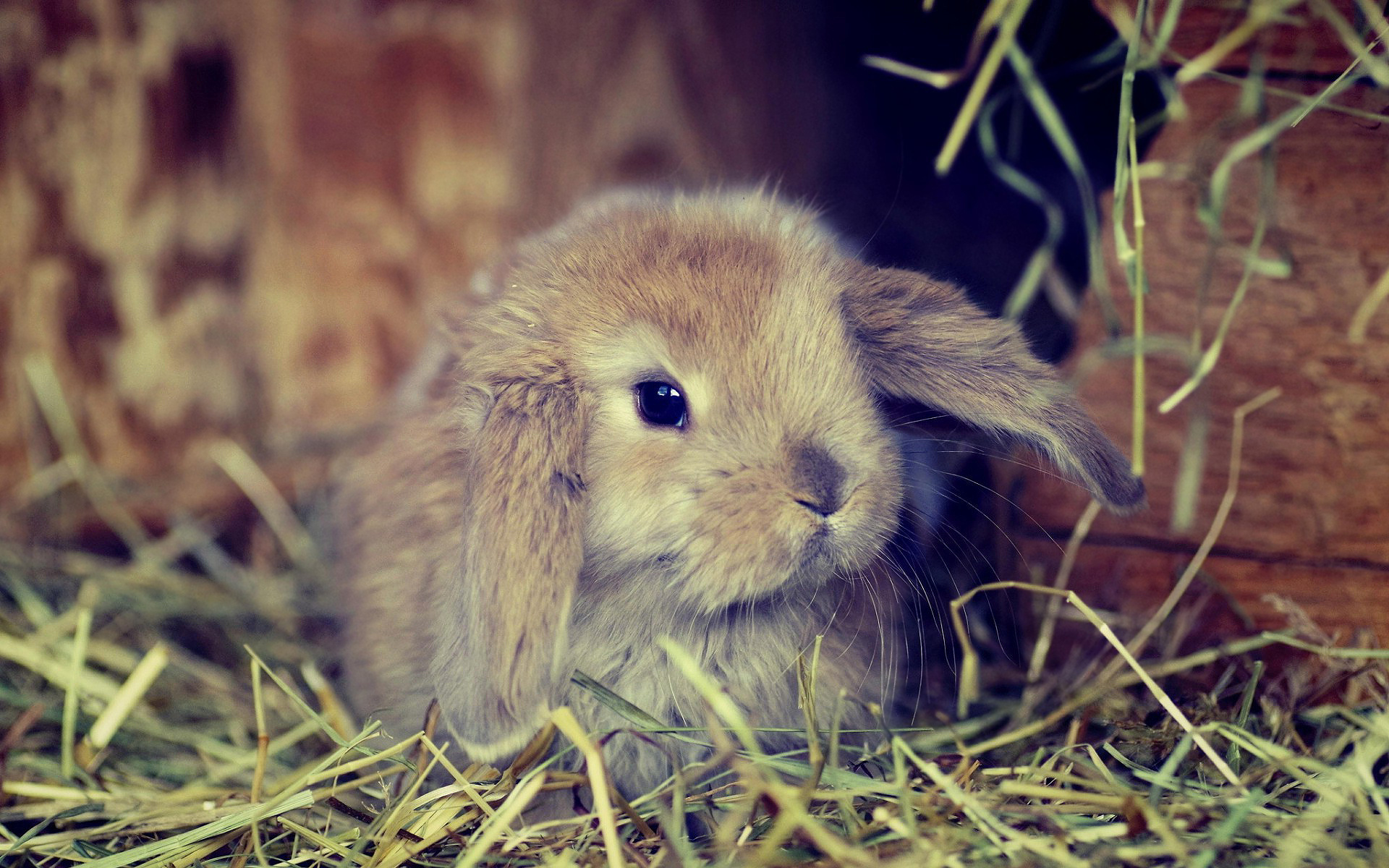 Holland Lop, Bunnies Wallpaper, 1920x1200 HD Desktop